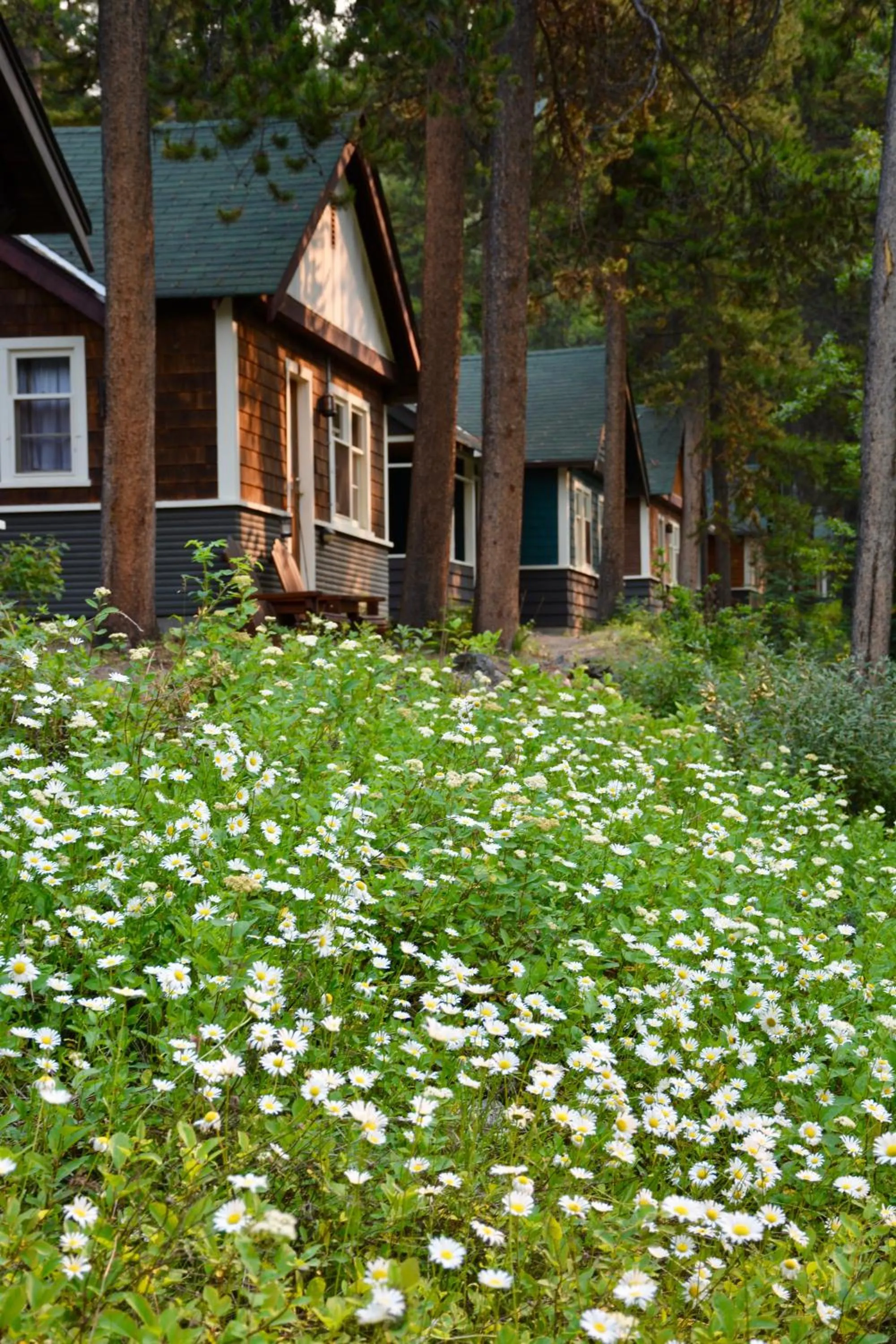 Garden in Johnston Canyon Lodge & Bungalows