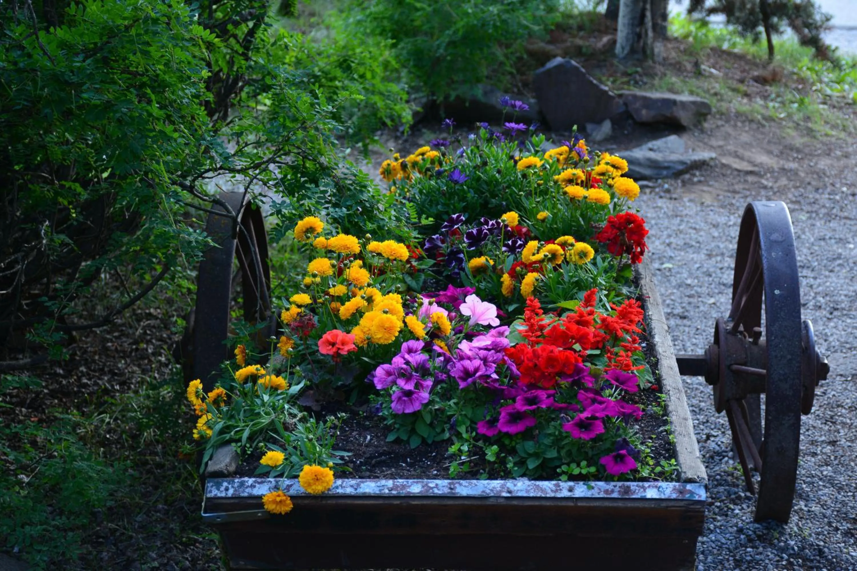 Garden in Johnston Canyon Lodge & Bungalows