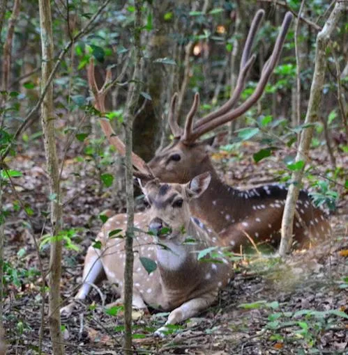 Seagulls Garden Cabanas