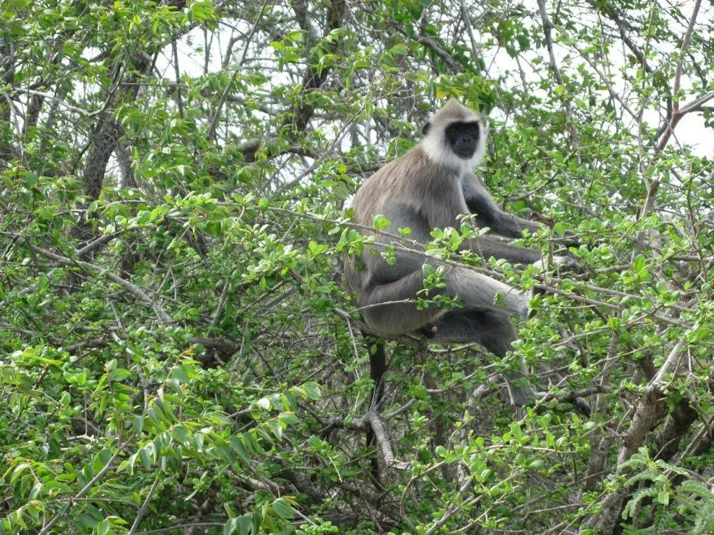 Seagulls Garden Cabanas