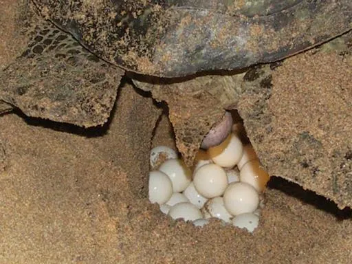 Animals in Seagulls Garden Cabanas