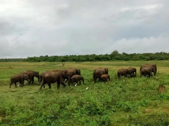 Seagulls Garden Cabanas