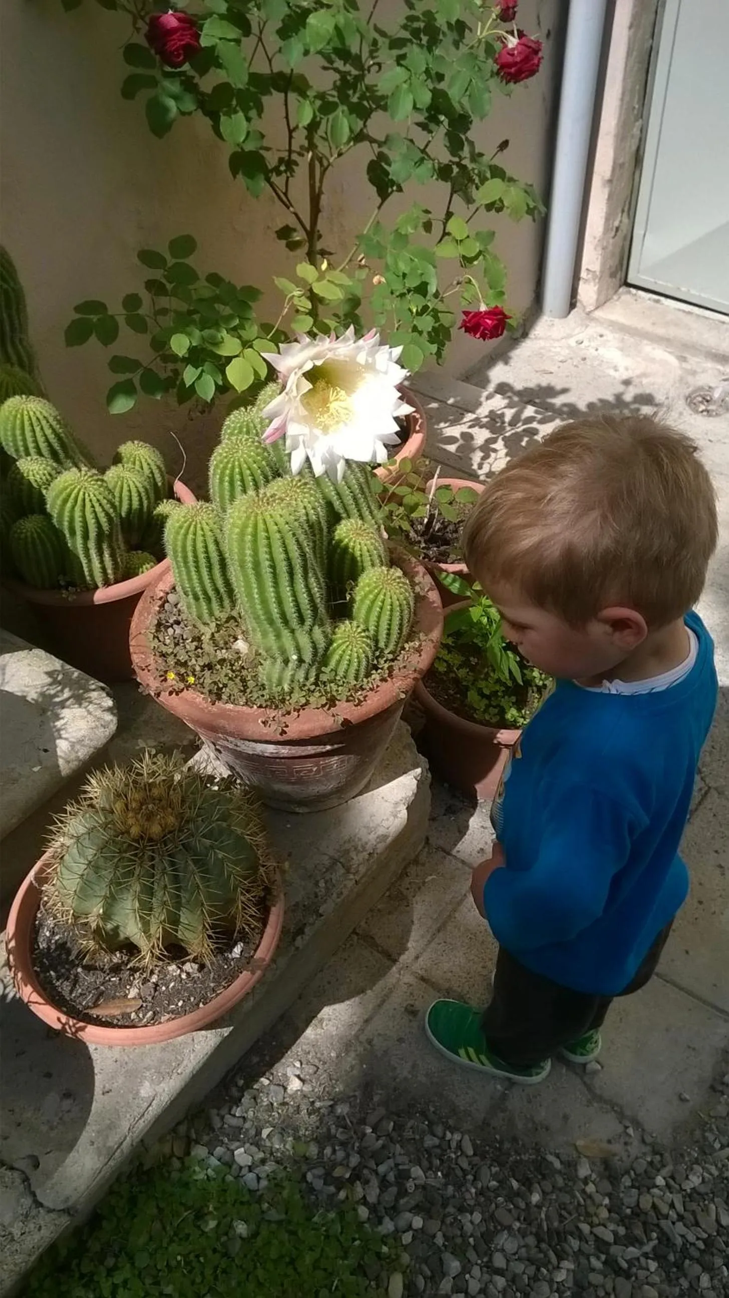 Garden in Hotel Fiammetta