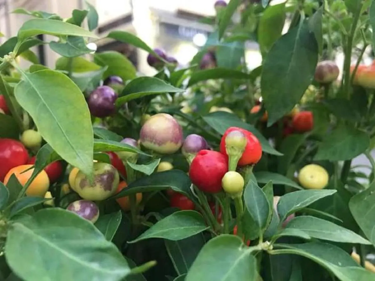 Food and drinks in Sweet Home B&B