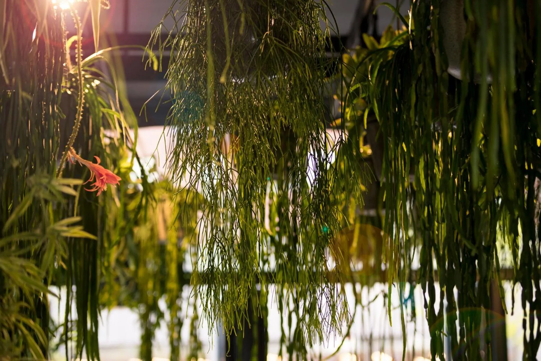 Restaurant/places to eat in Martin's All Suites