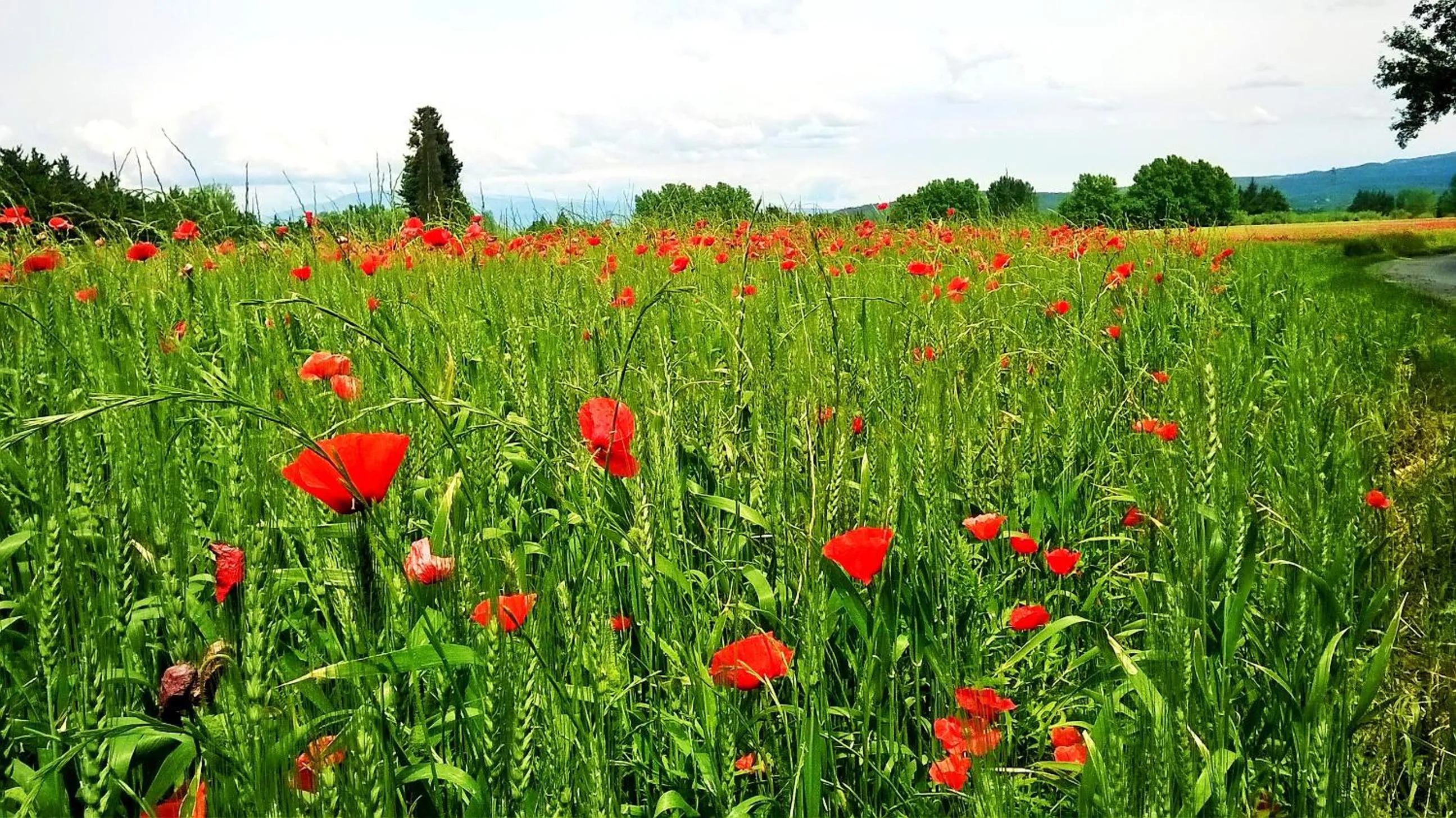 Fishing in les trésors de malle mialle