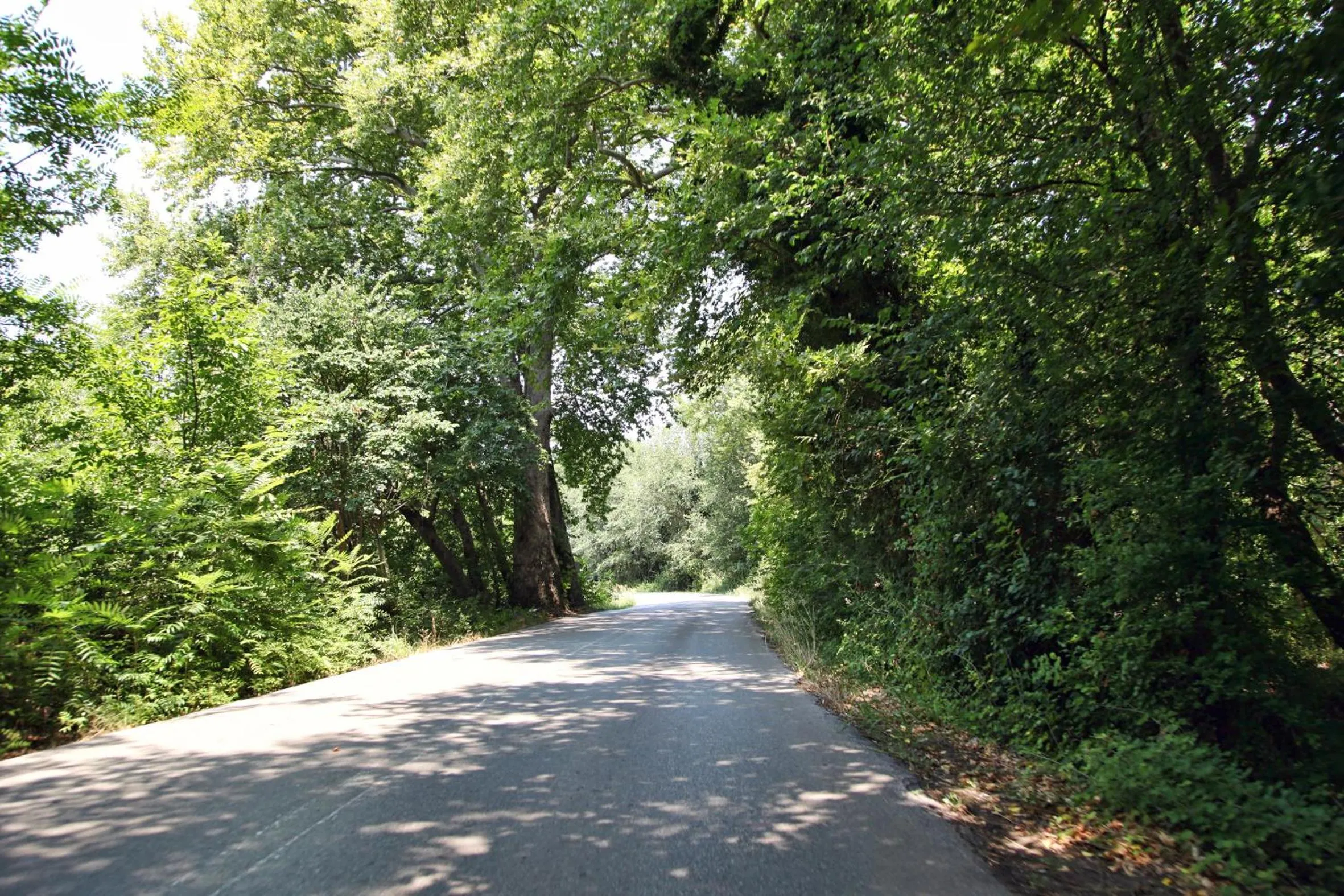 Area and facilities in Thalatta Seaside Hotel