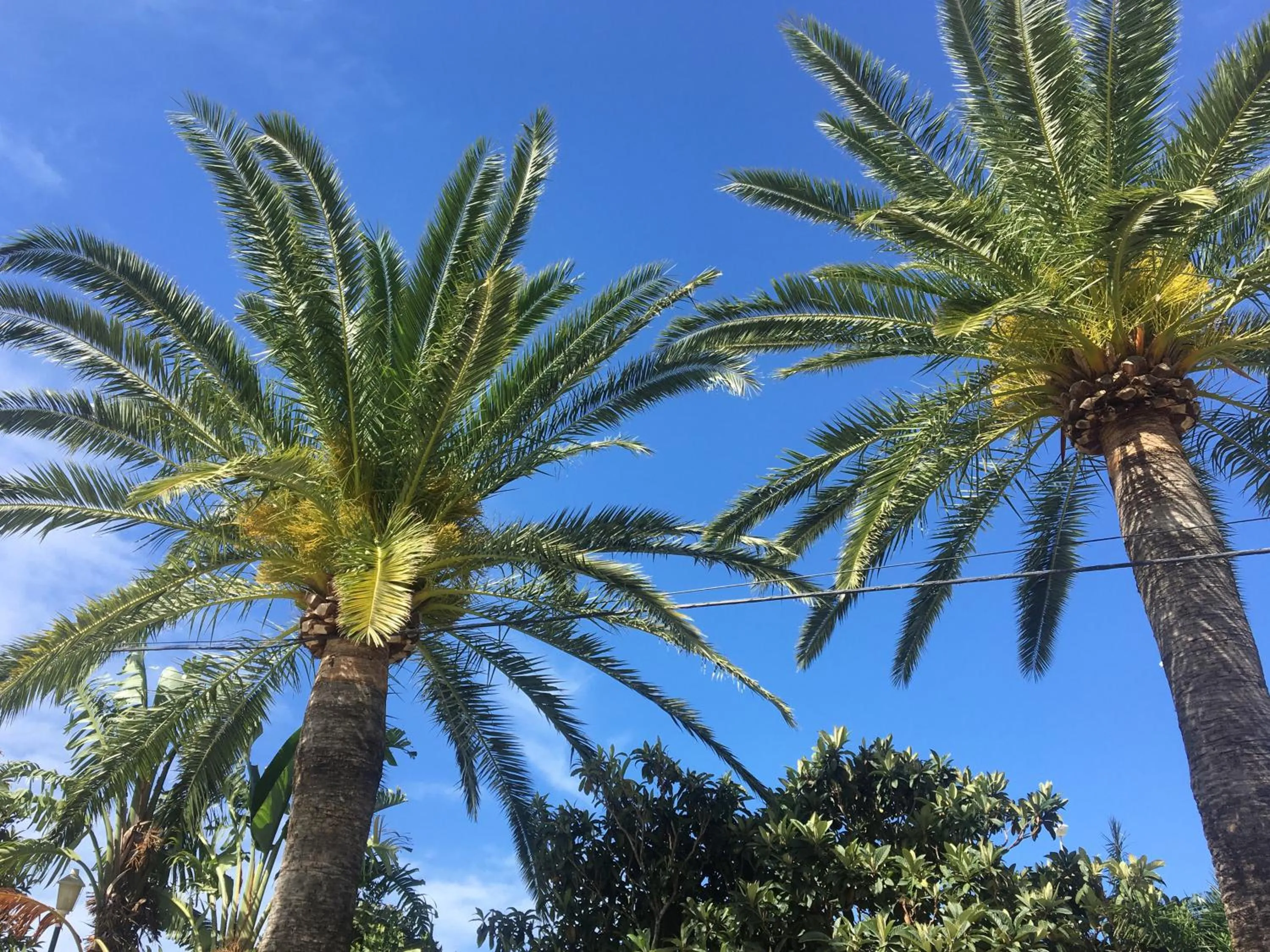 Garden in Hotel Antonio Conil