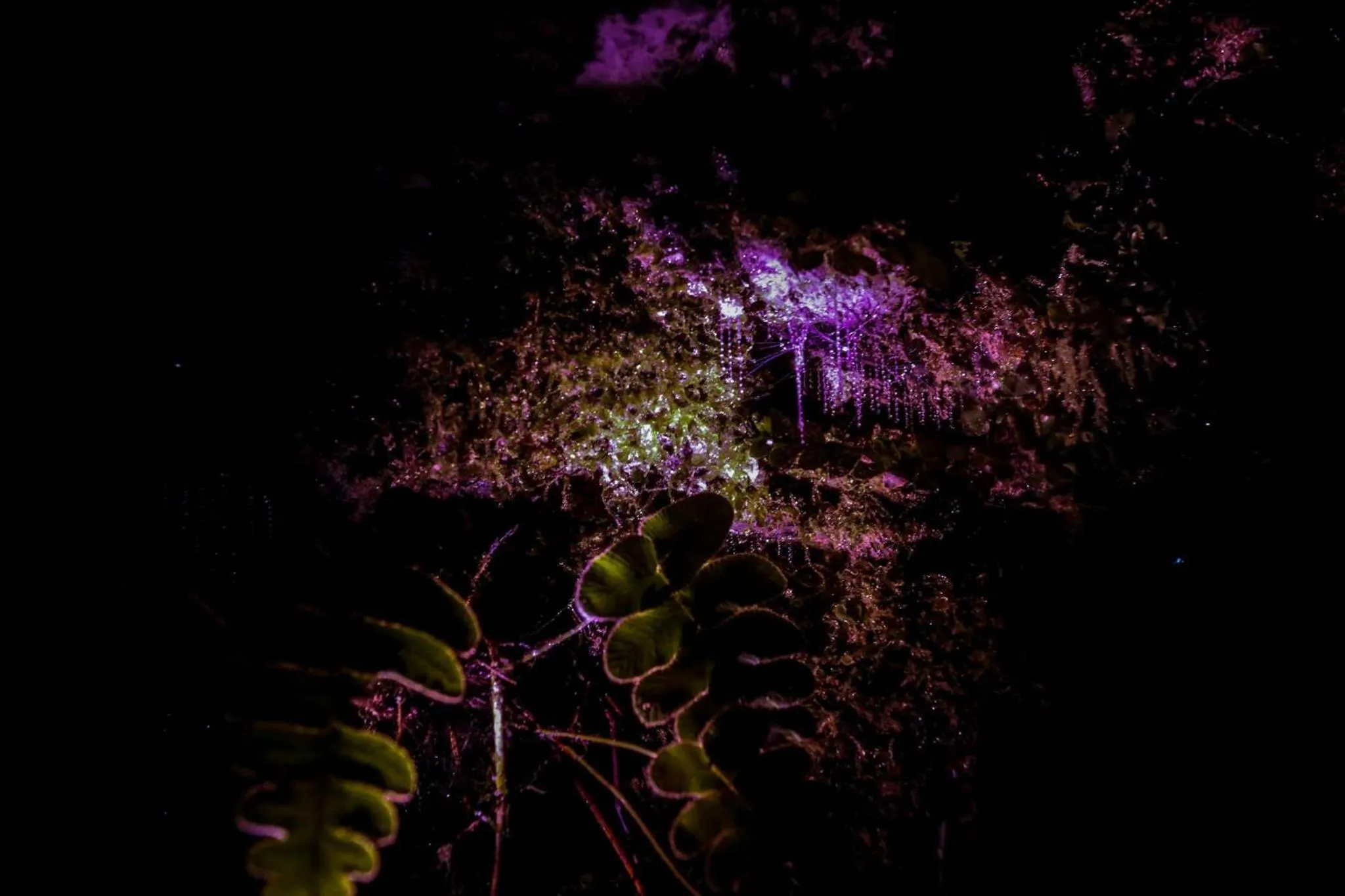 Night in Jackson's Retreat Alpine Holiday Park