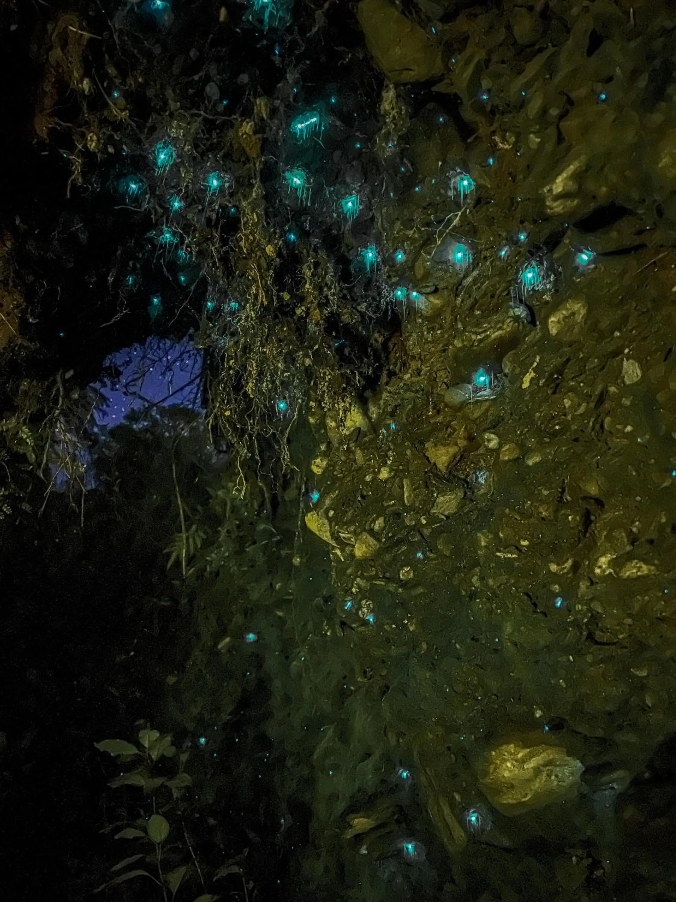 Natural landscape in Jackson's Retreat Alpine Holiday Park