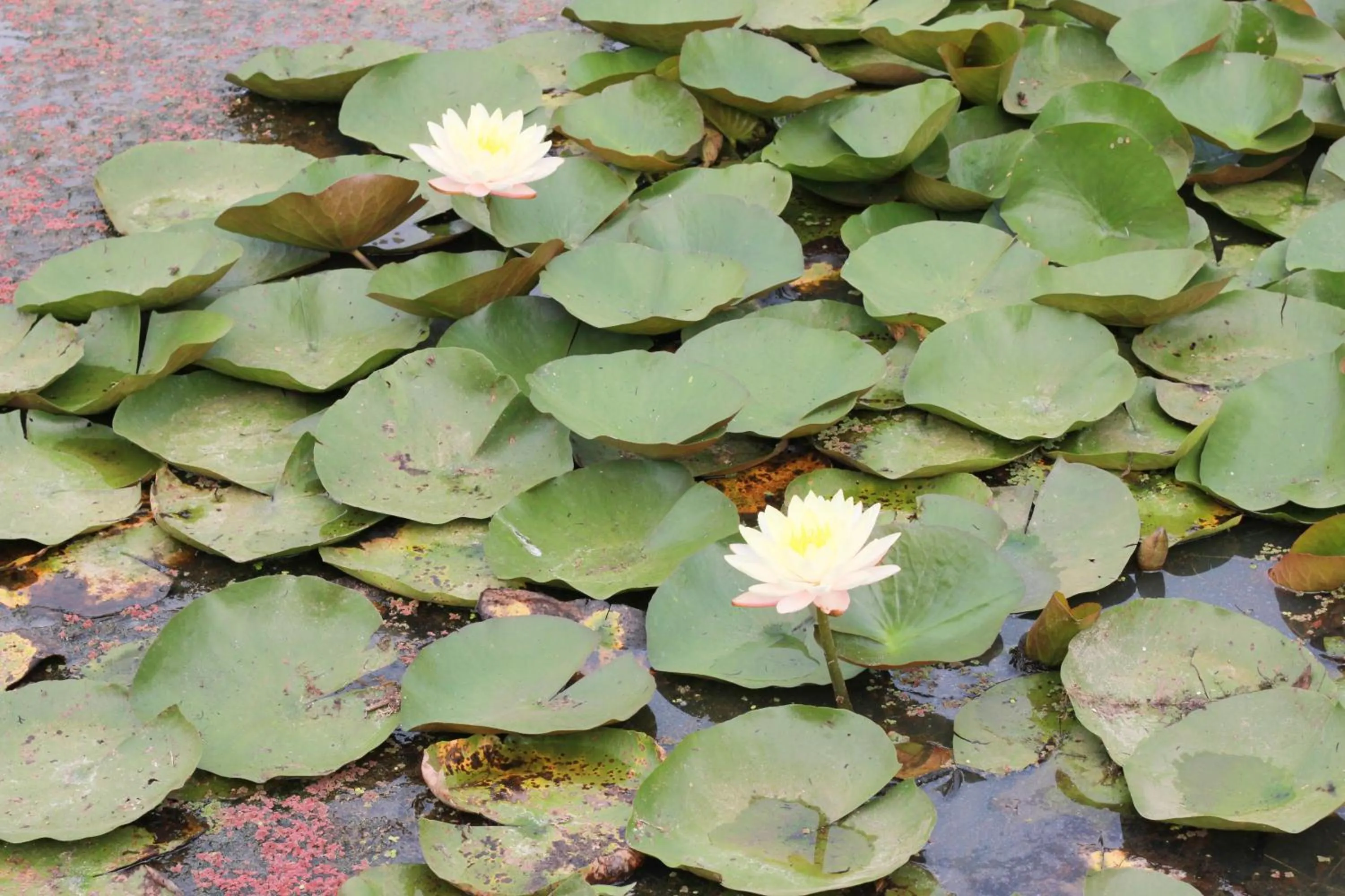 Property building in HOME@HOSTEL KANCHANABURI