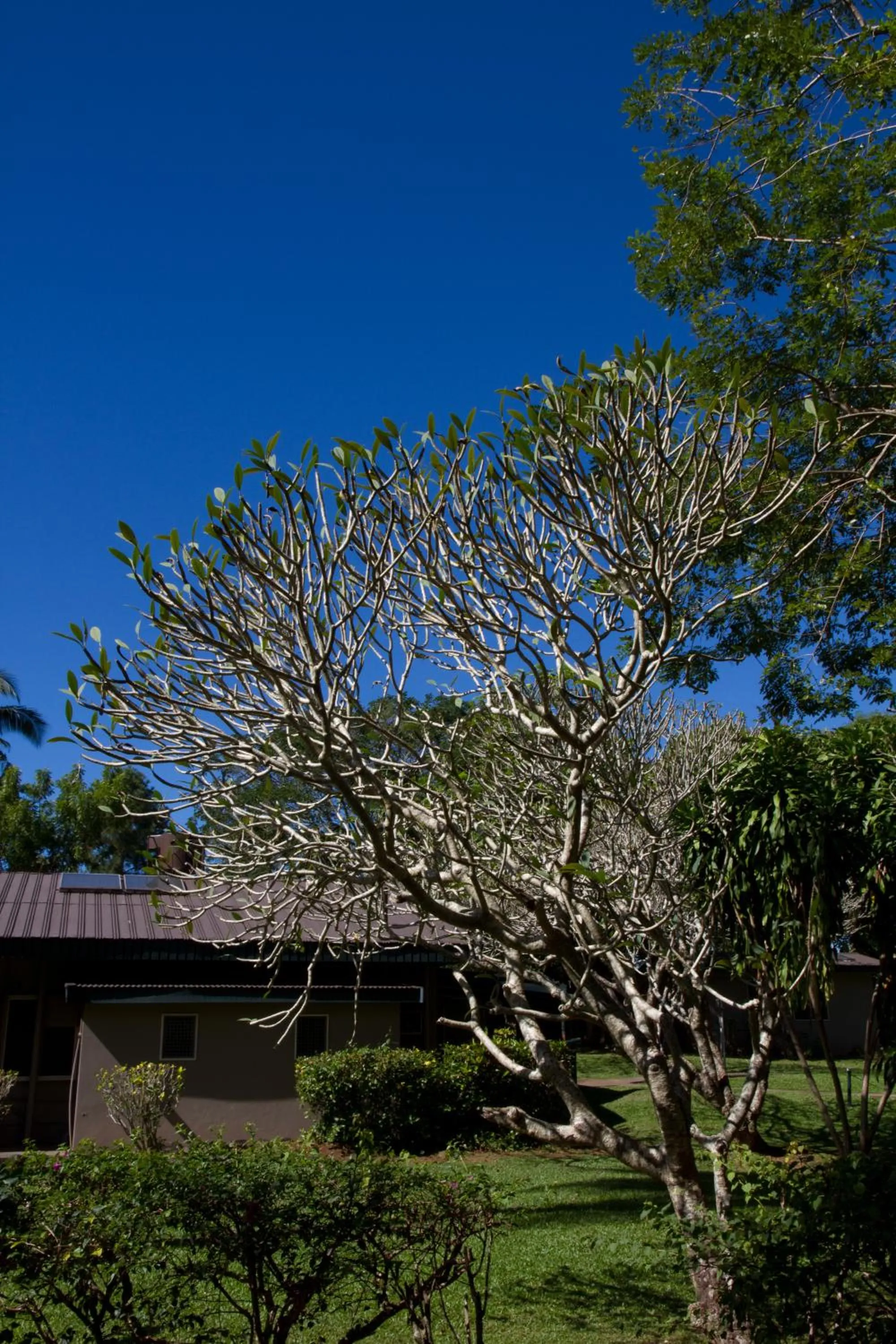 Garden view in Tanoa Skylodge Hotel