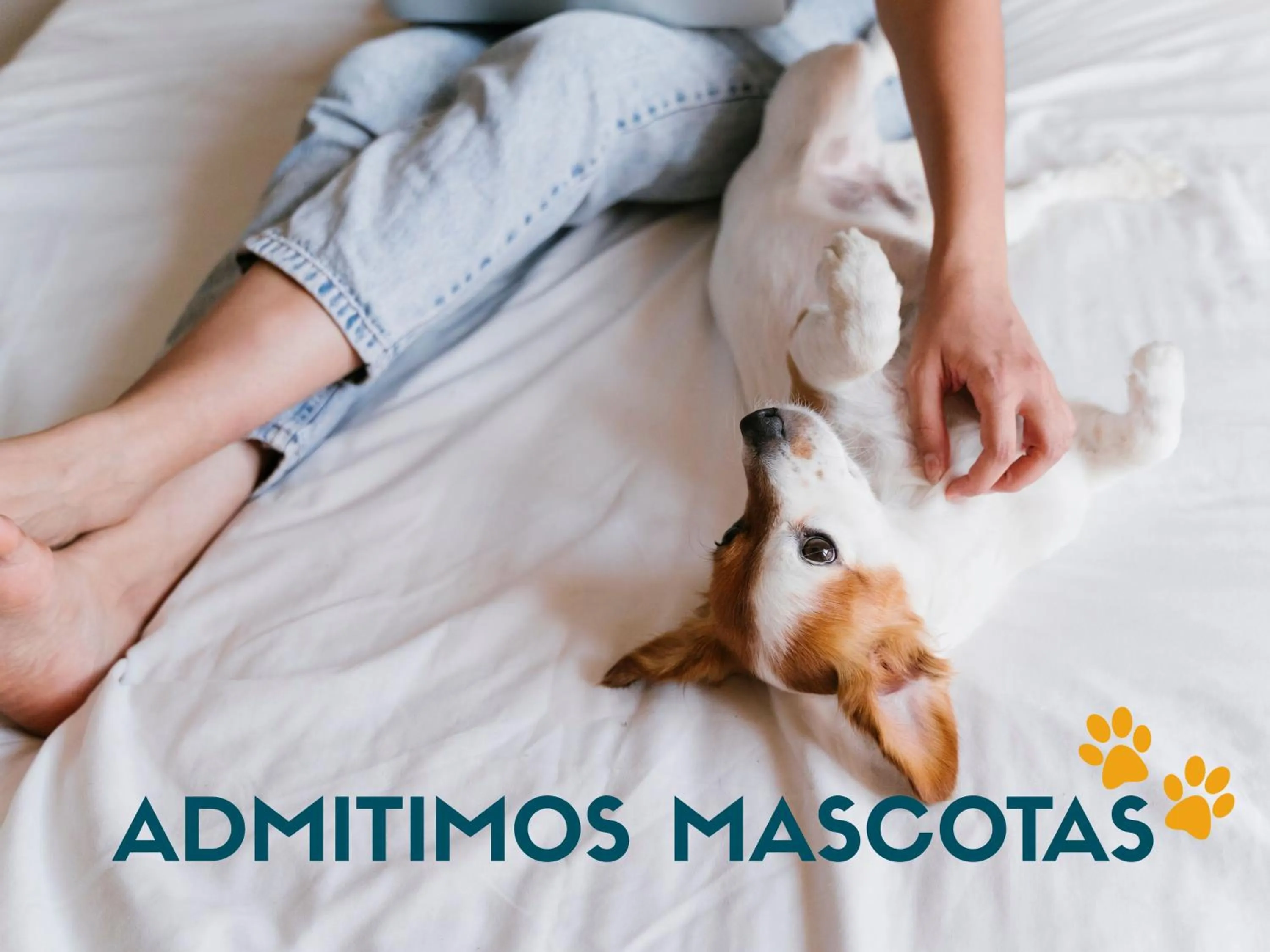 Pets in Apartamentos La Solana 3000