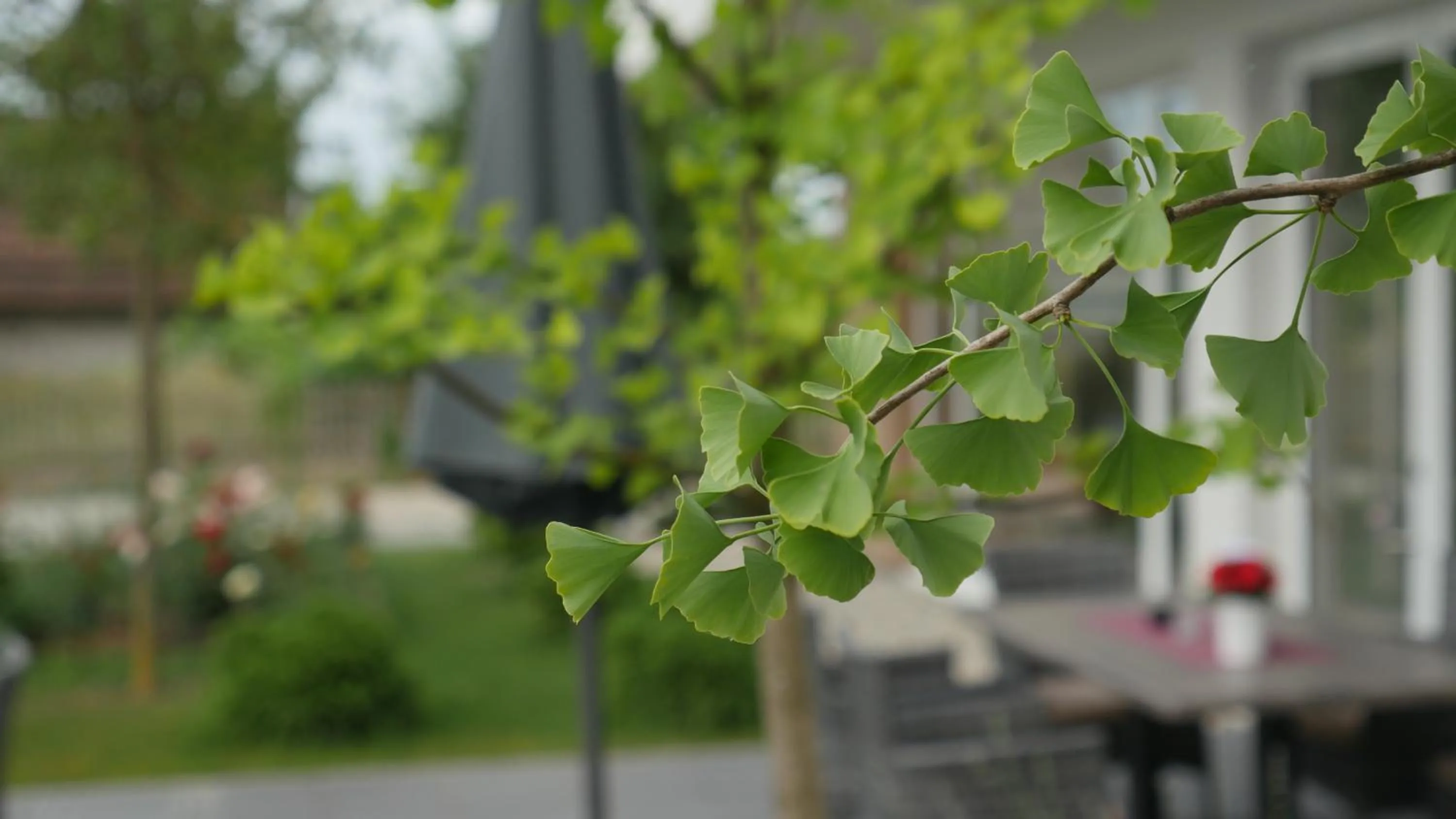 Garden in Hotel Magdalena
