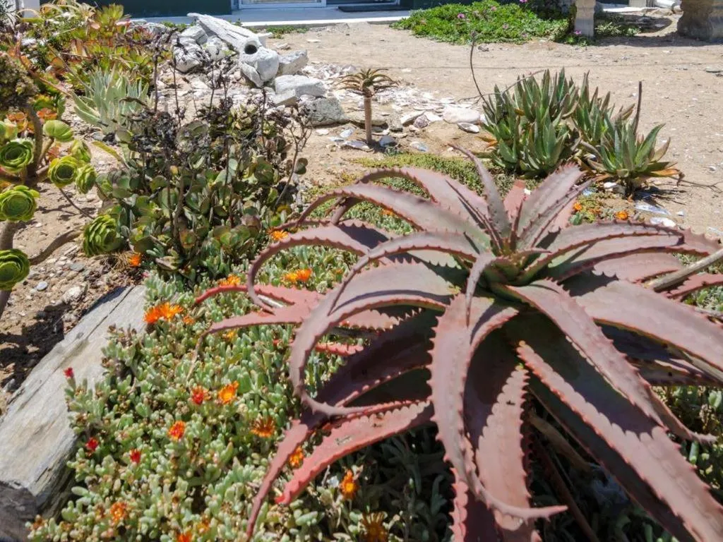 Garden in Beach Cottage Kleinzee