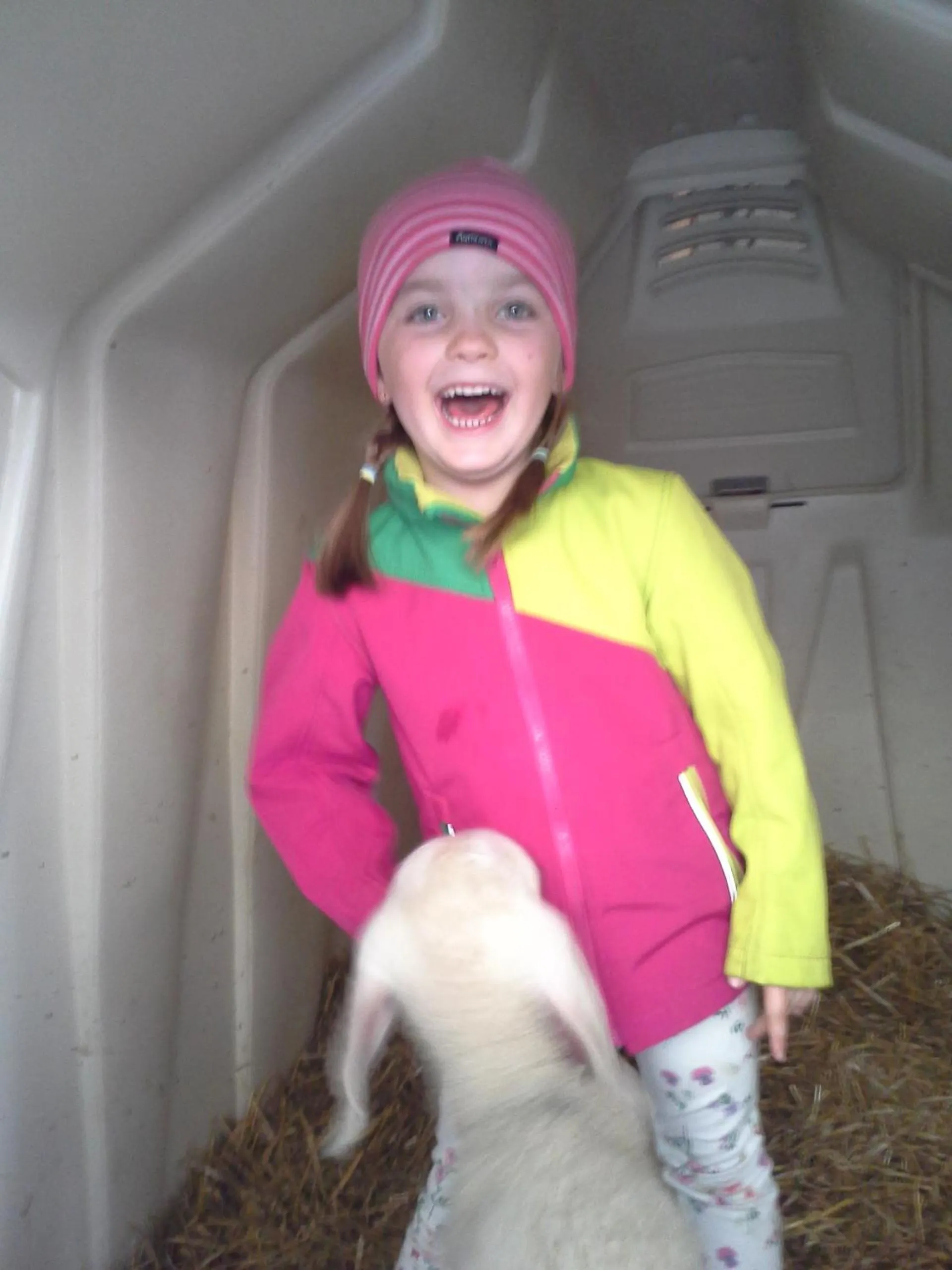 Animals in Bauernhof Schornlehen