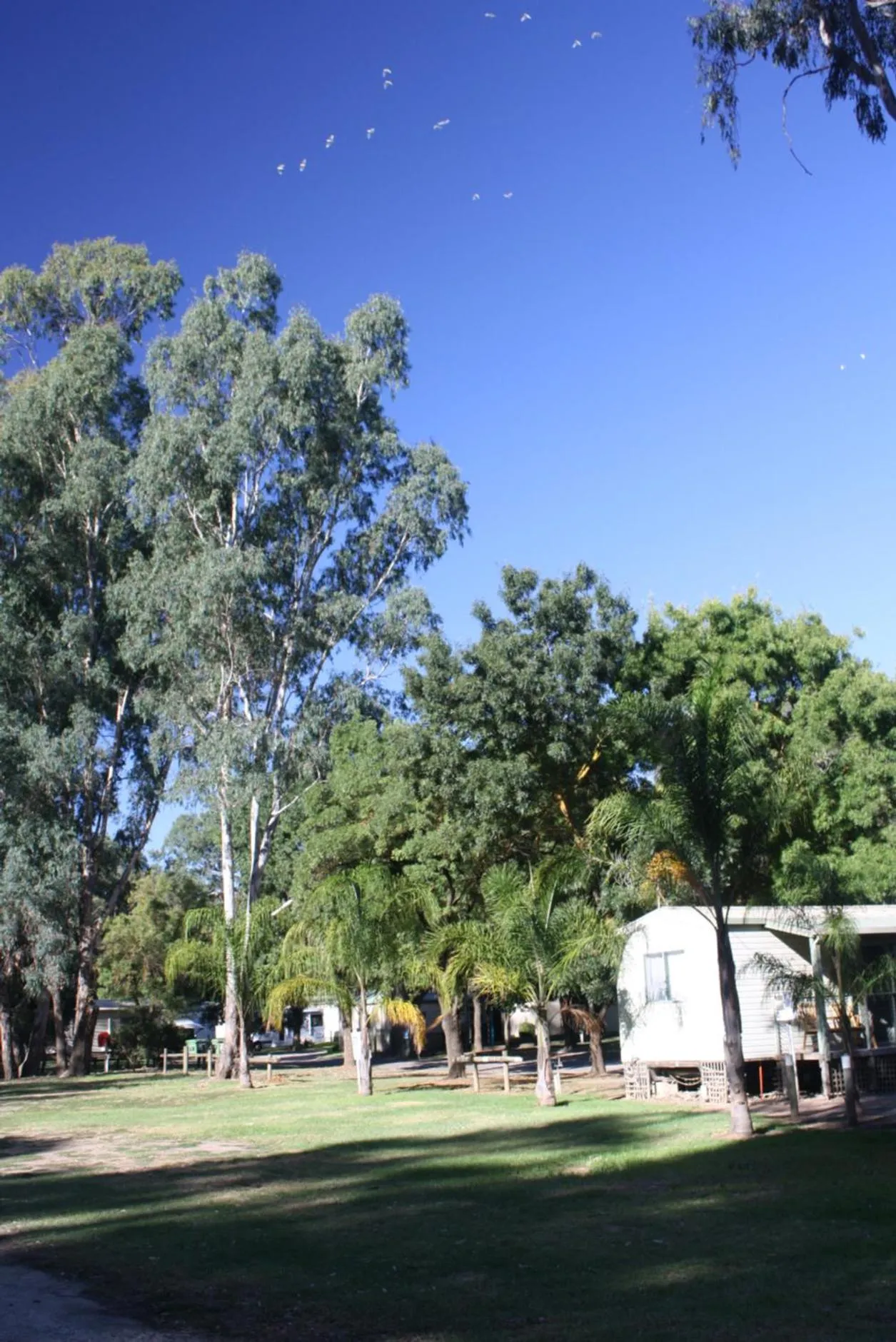 BIG4 Tiny Away Escape at Seymour Riverside