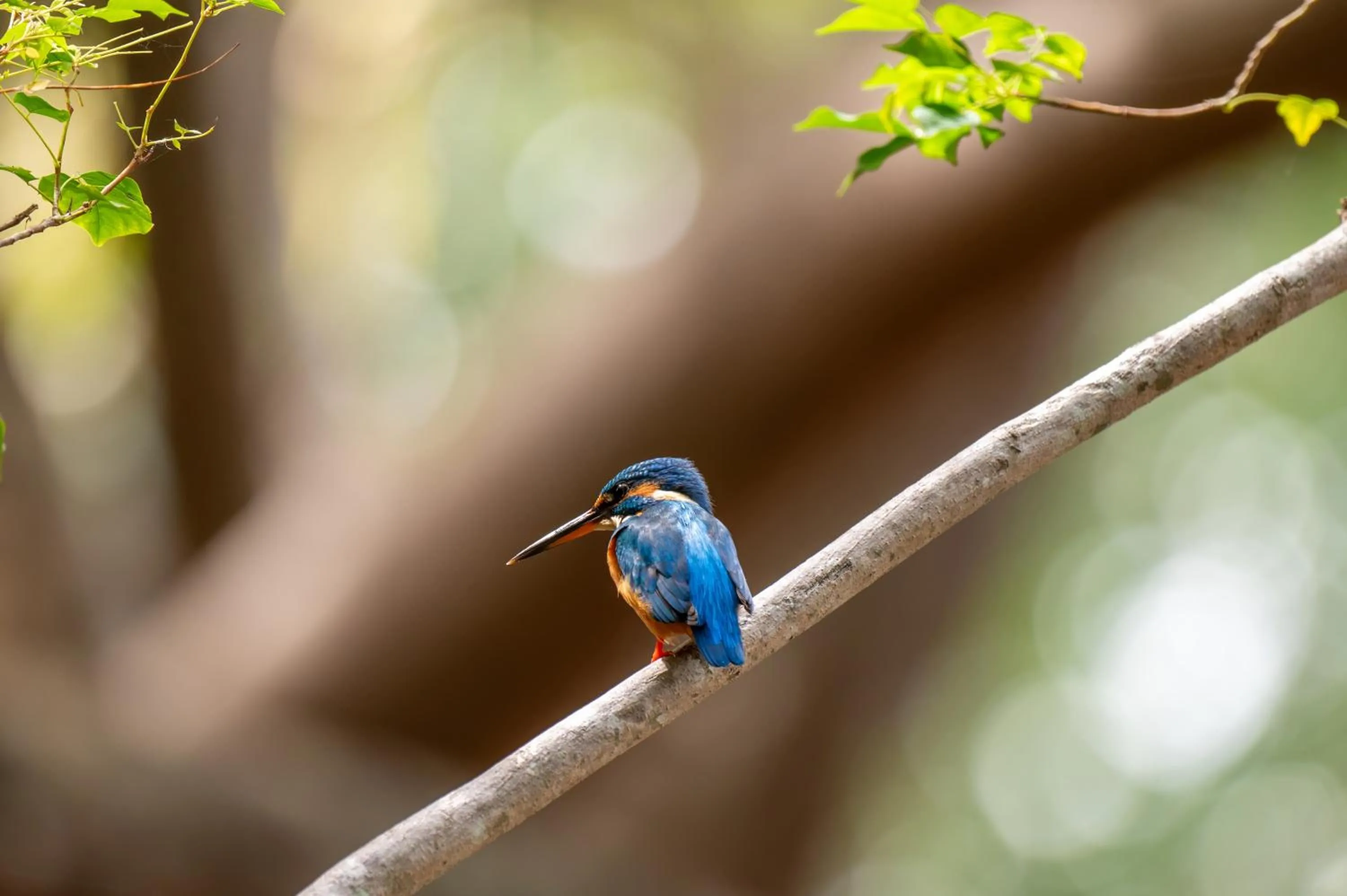 Animals in Sigiriya Village