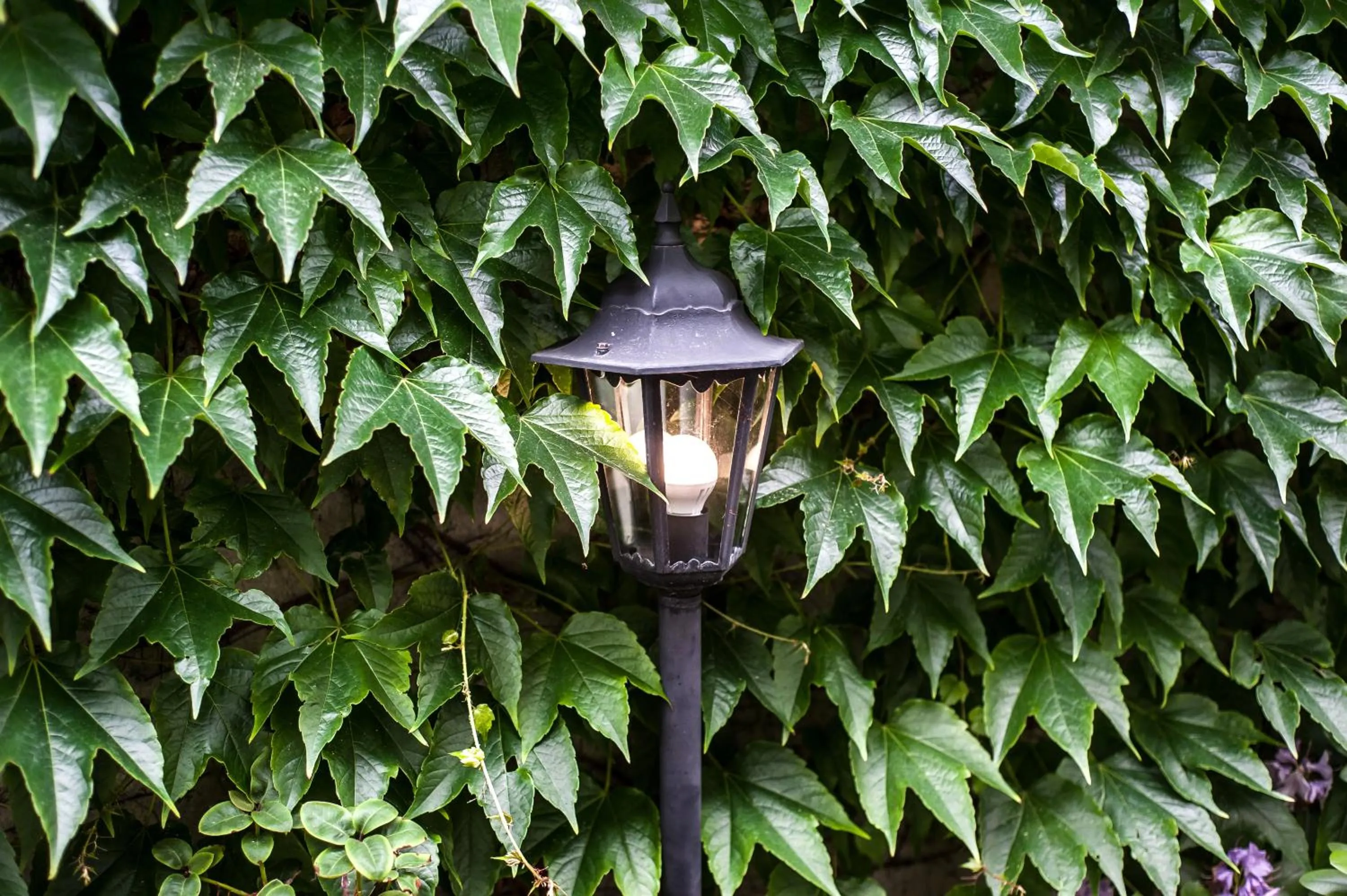 Neighbourhood in Pelikan