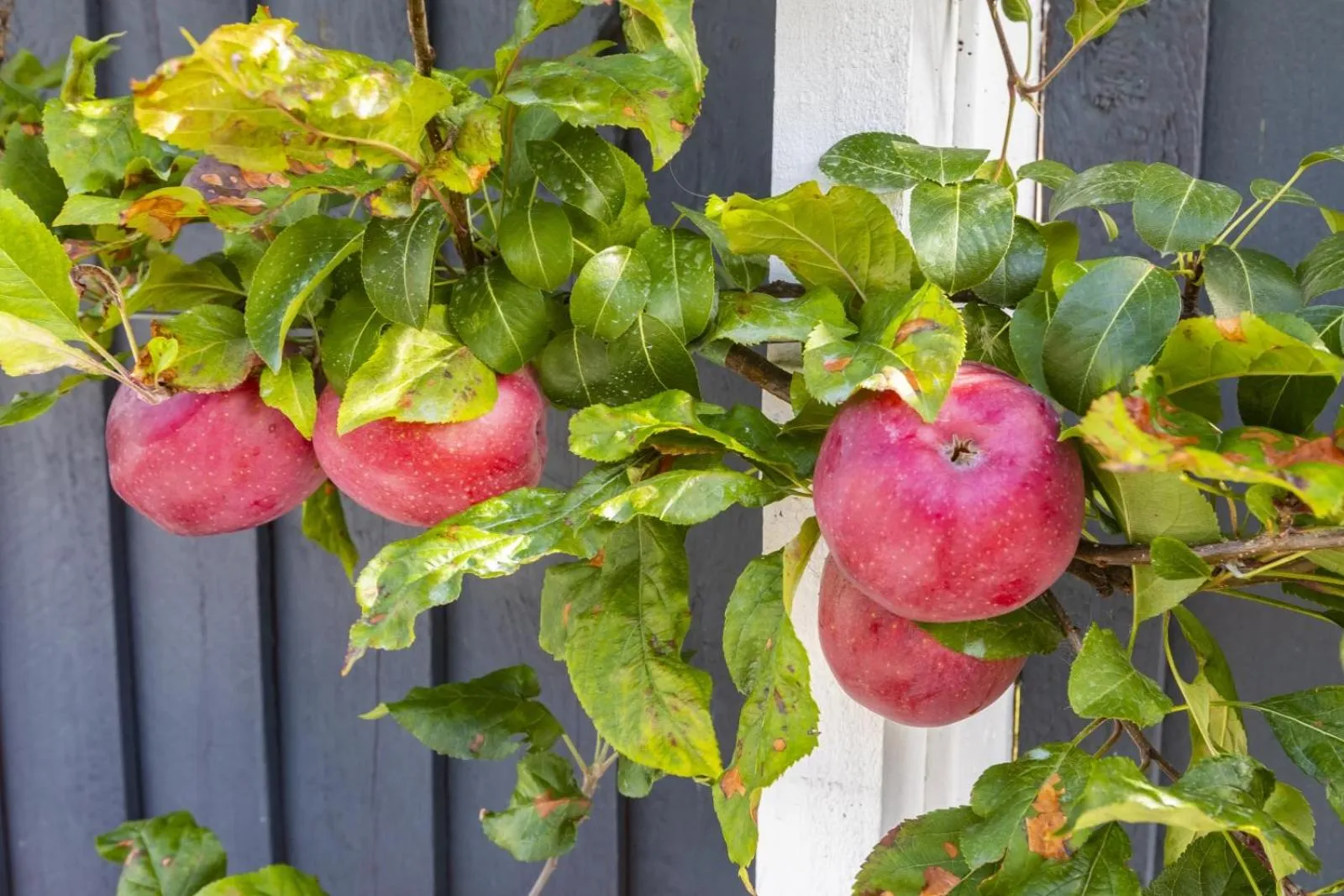 Garden in The Adelphi