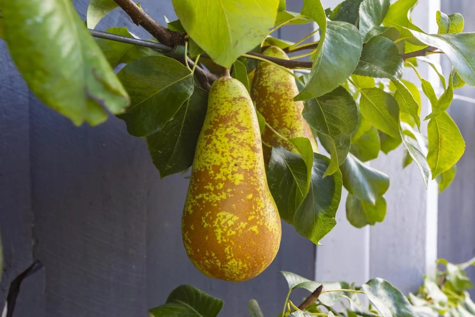 Garden in The Adelphi