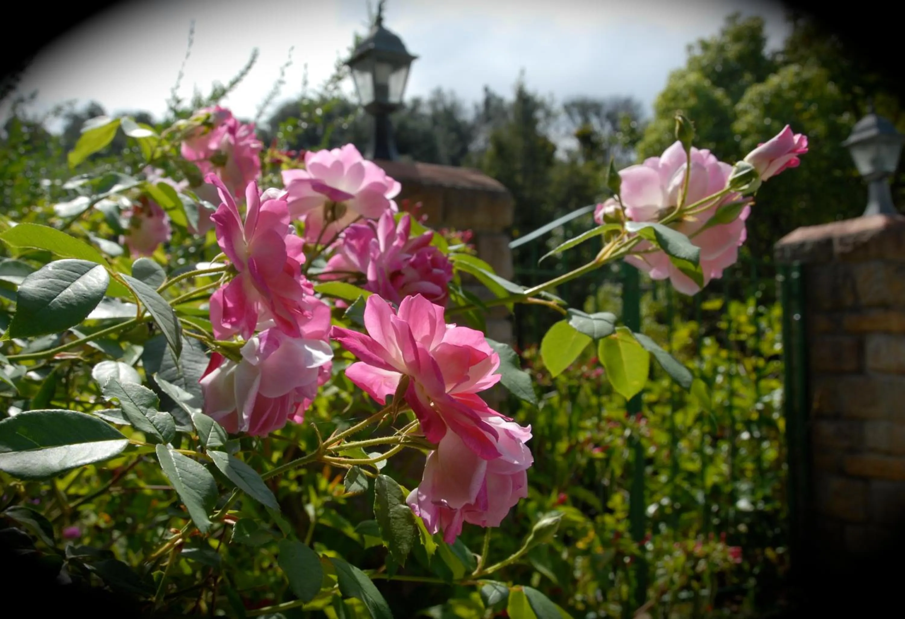 Garden in Edenwood House