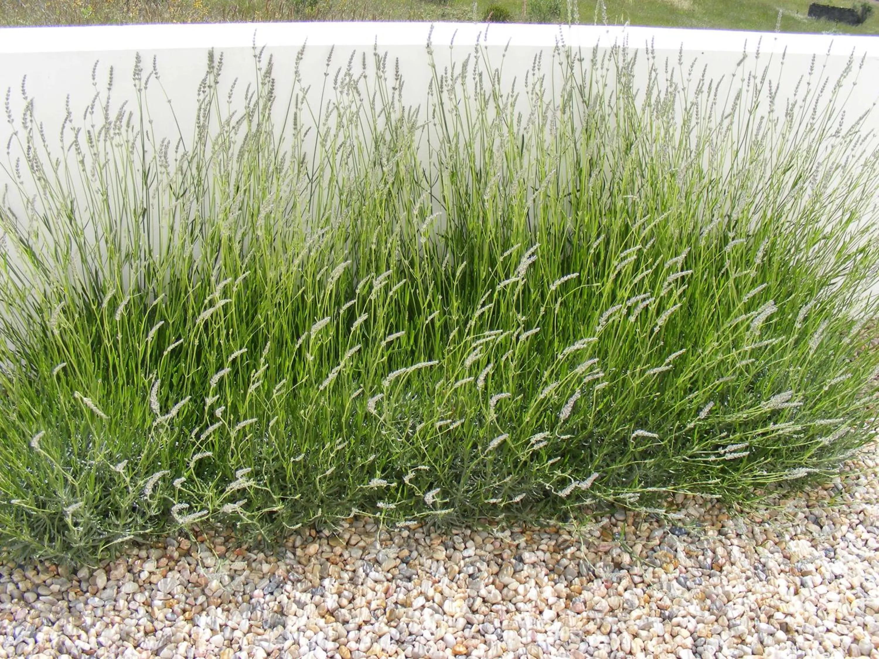 Garden in Casa Ceedina Bed And Breakfast & Beauty