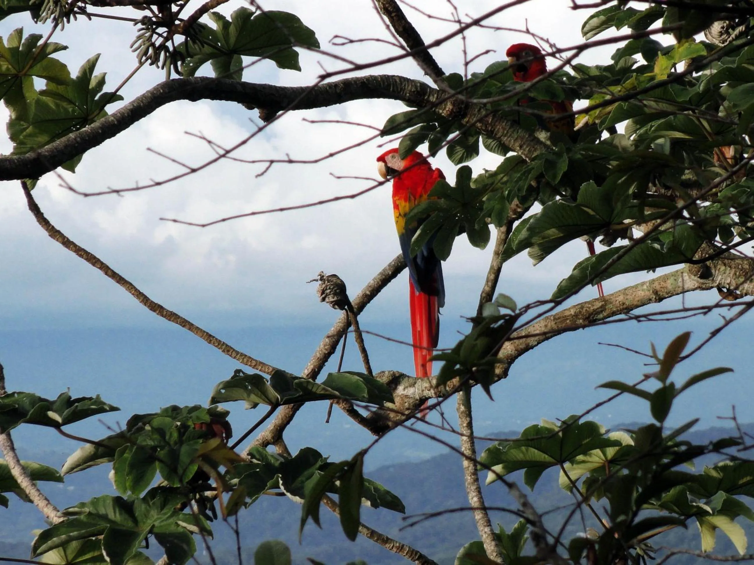 Animals in Hotel Villa Caletas