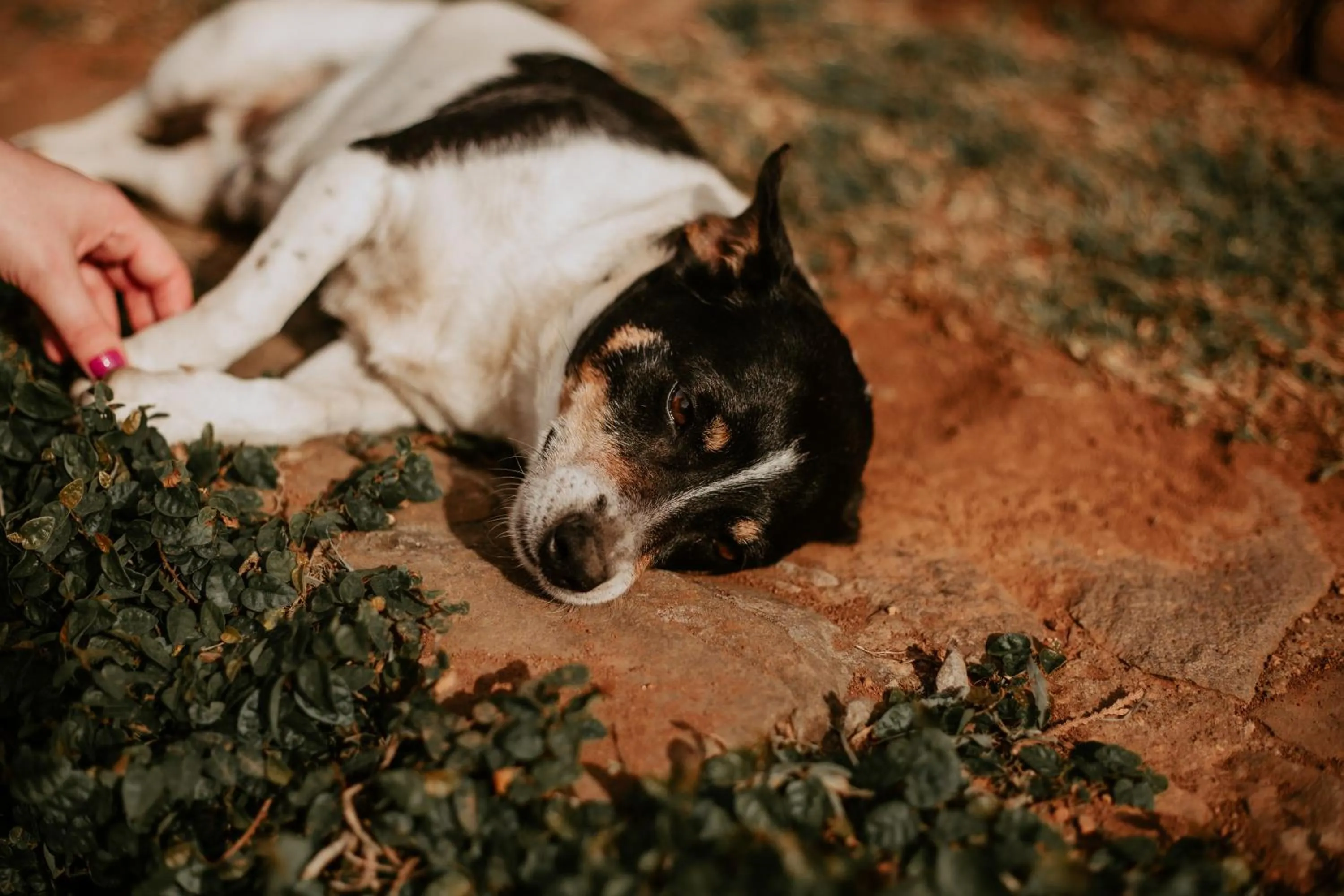 Animals in Hotel Fioreze Chalés