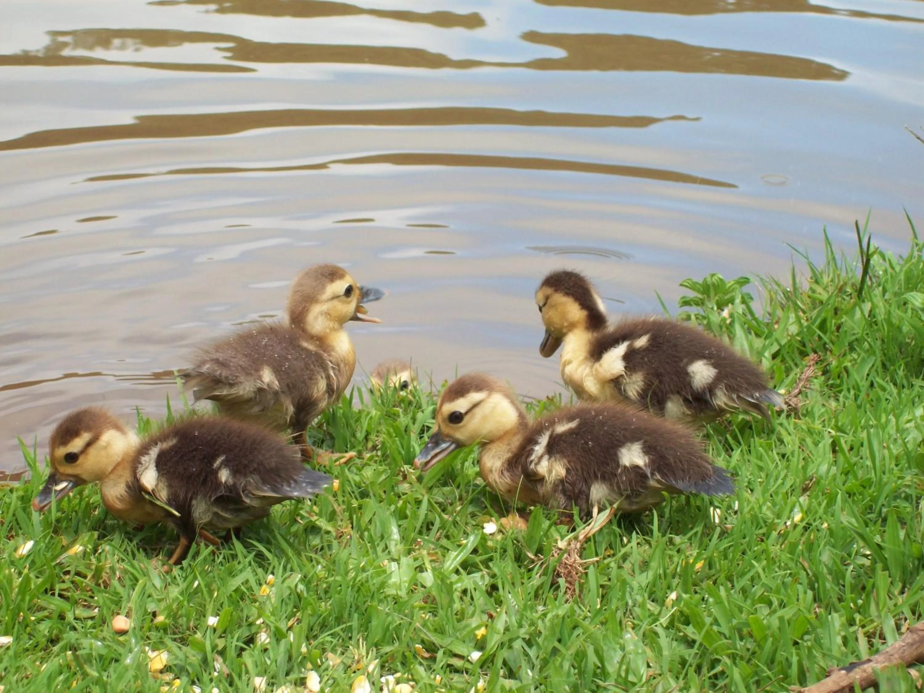 Natural landscape in Hotel Fioreze Chalés