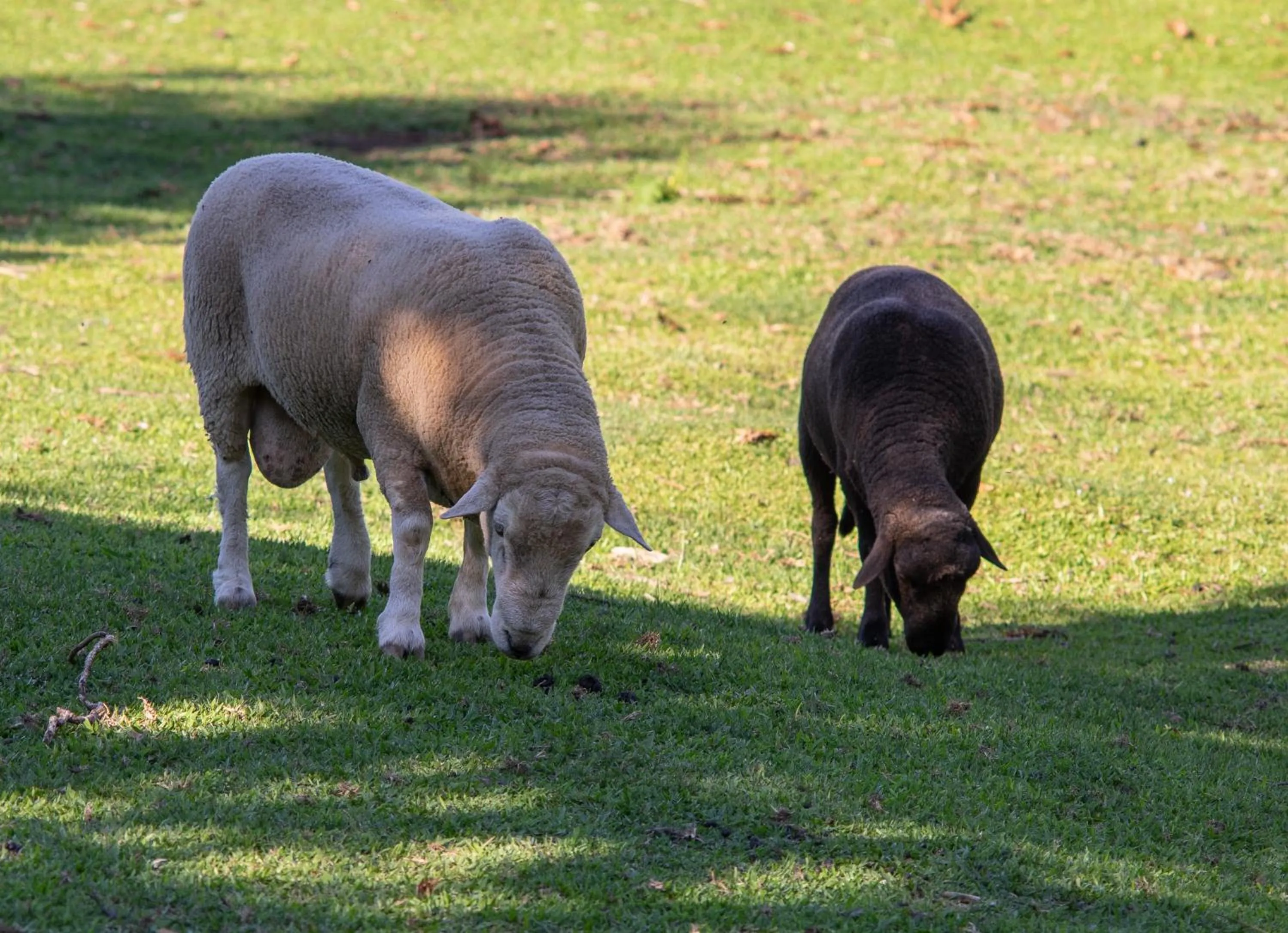 Animals in Hotel Fioreze Chalés