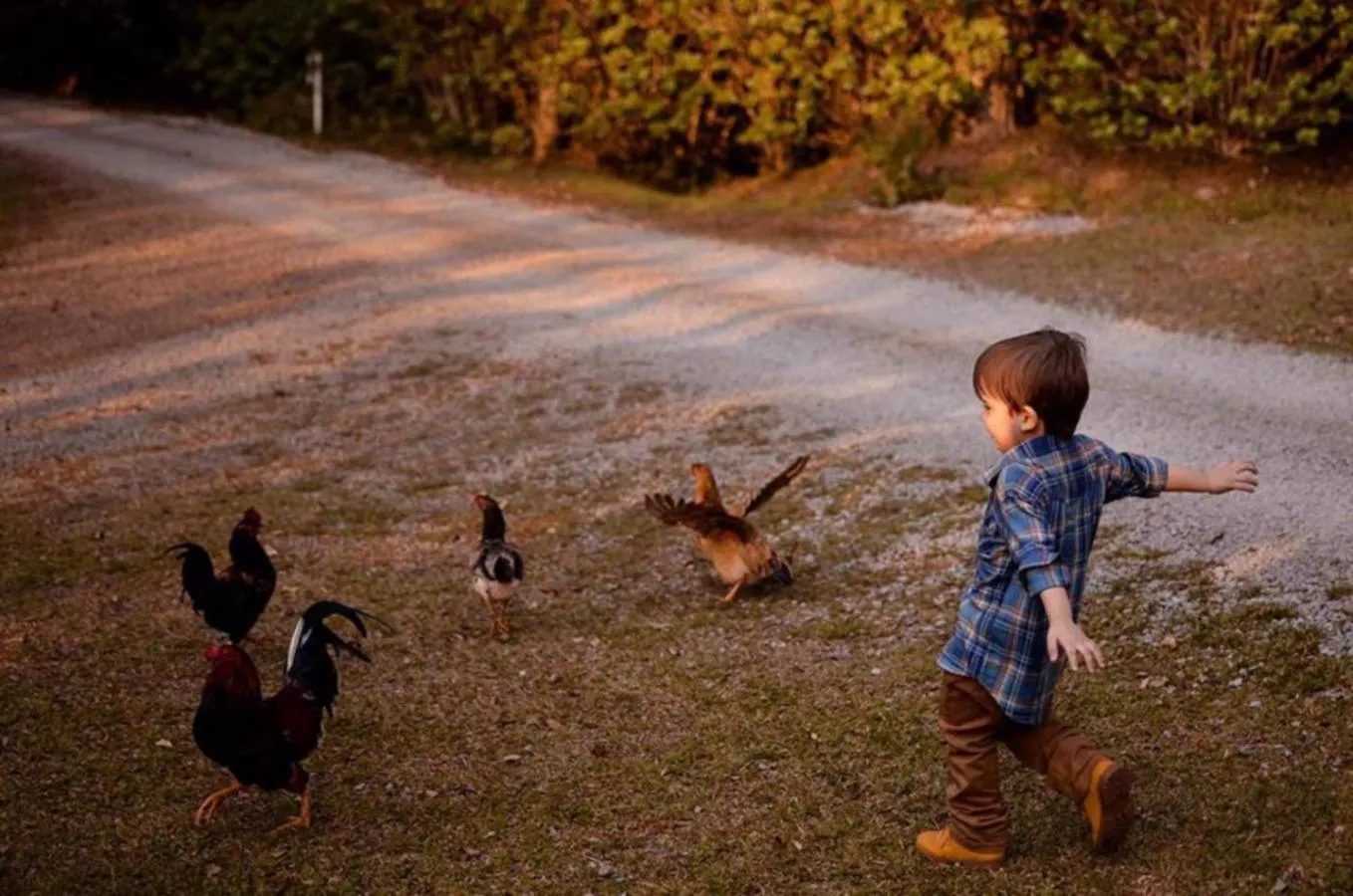 Animals in Hotel Fioreze Chalés