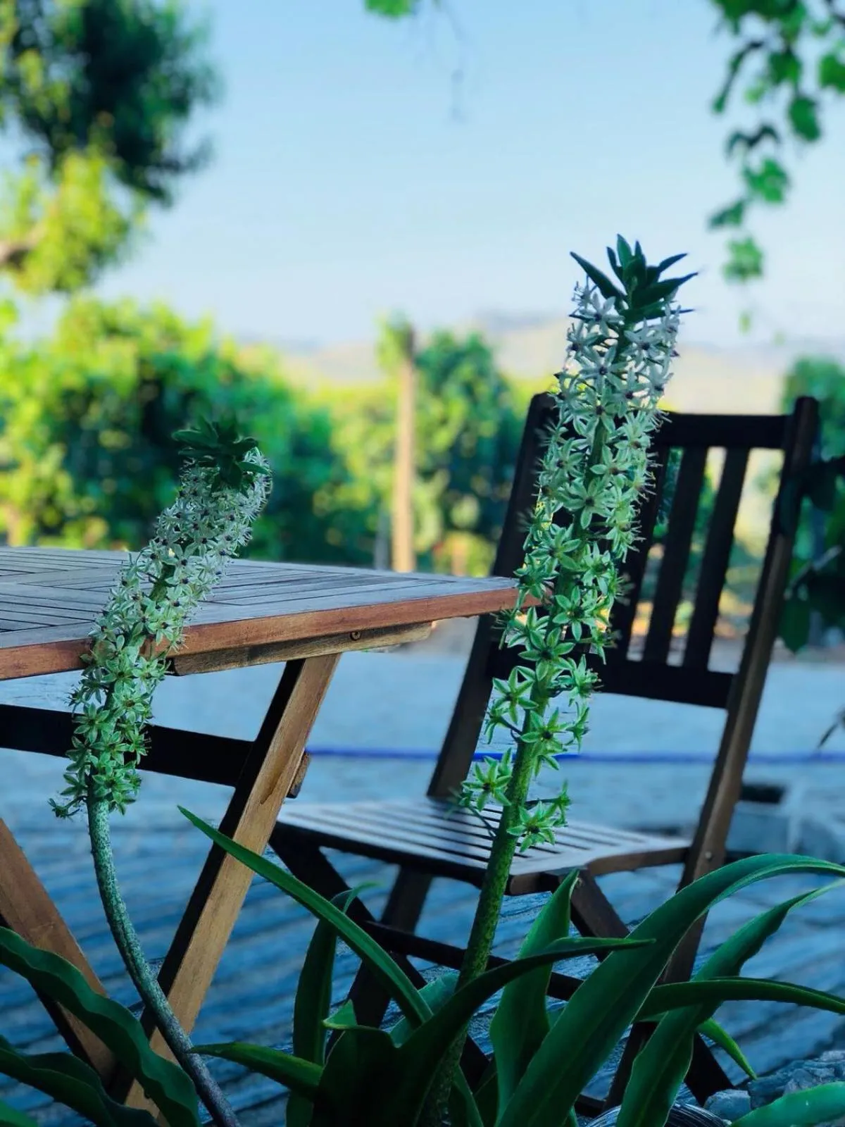 Balcony/Terrace in Quinta Pecêga - AL