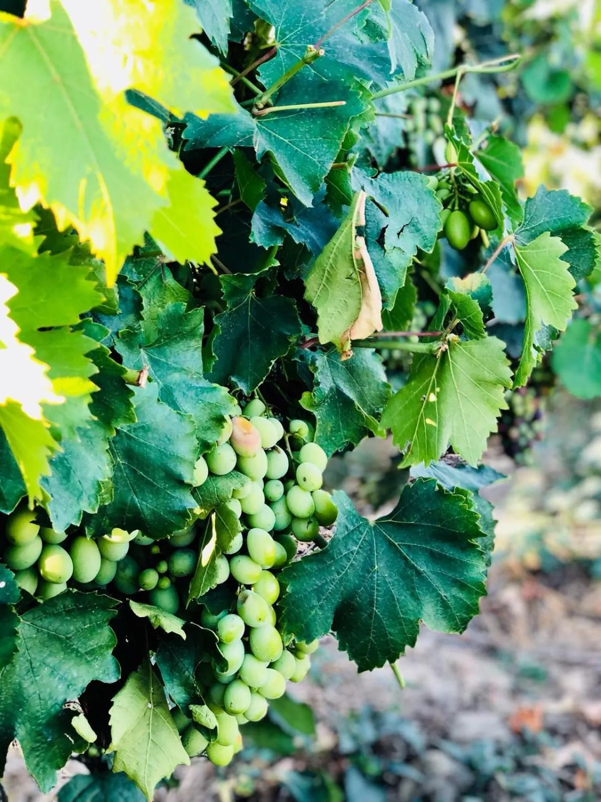 Balcony/Terrace in Quinta Pecêga - AL