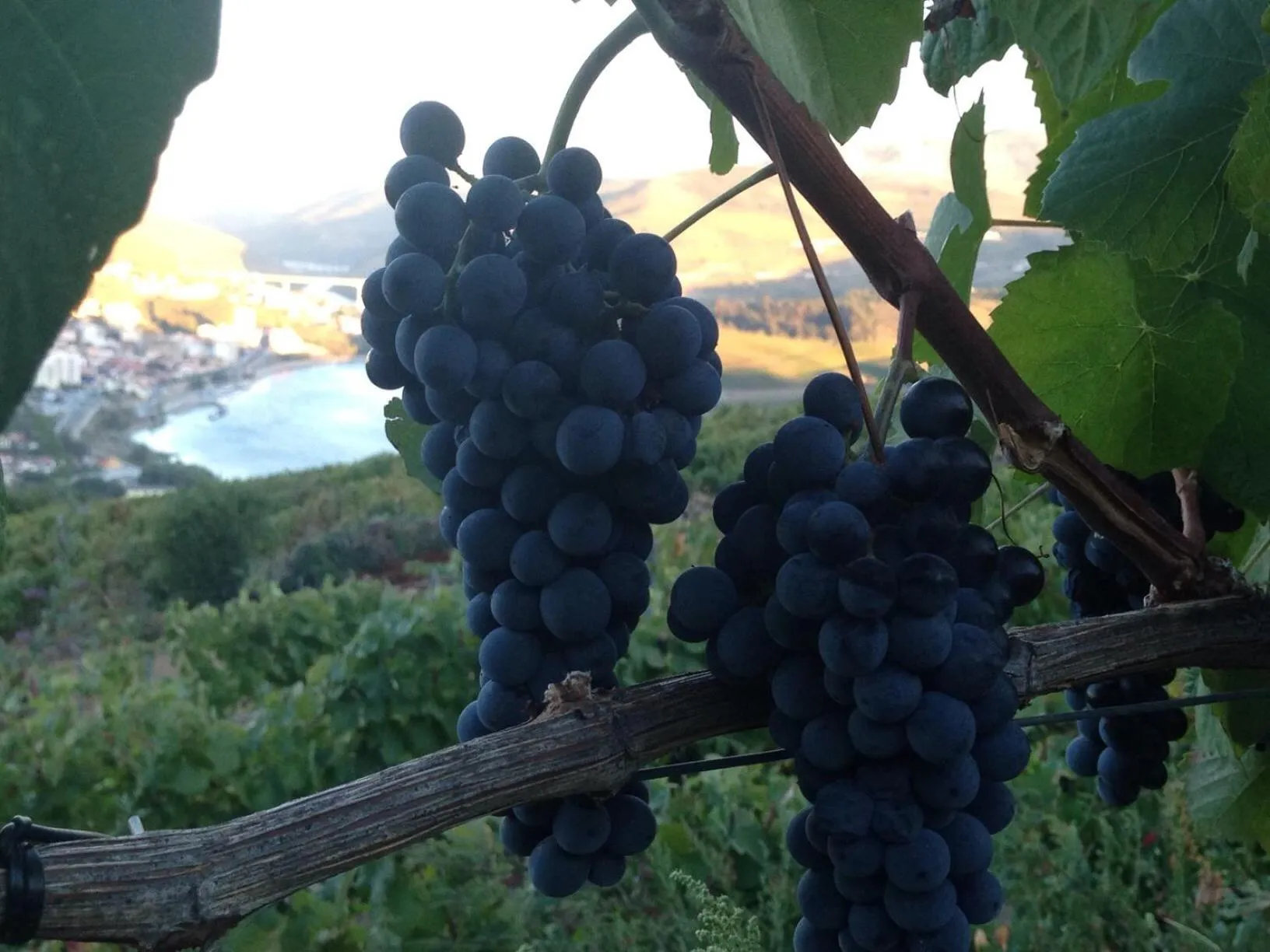 Balcony/Terrace in Quinta Pecêga - AL