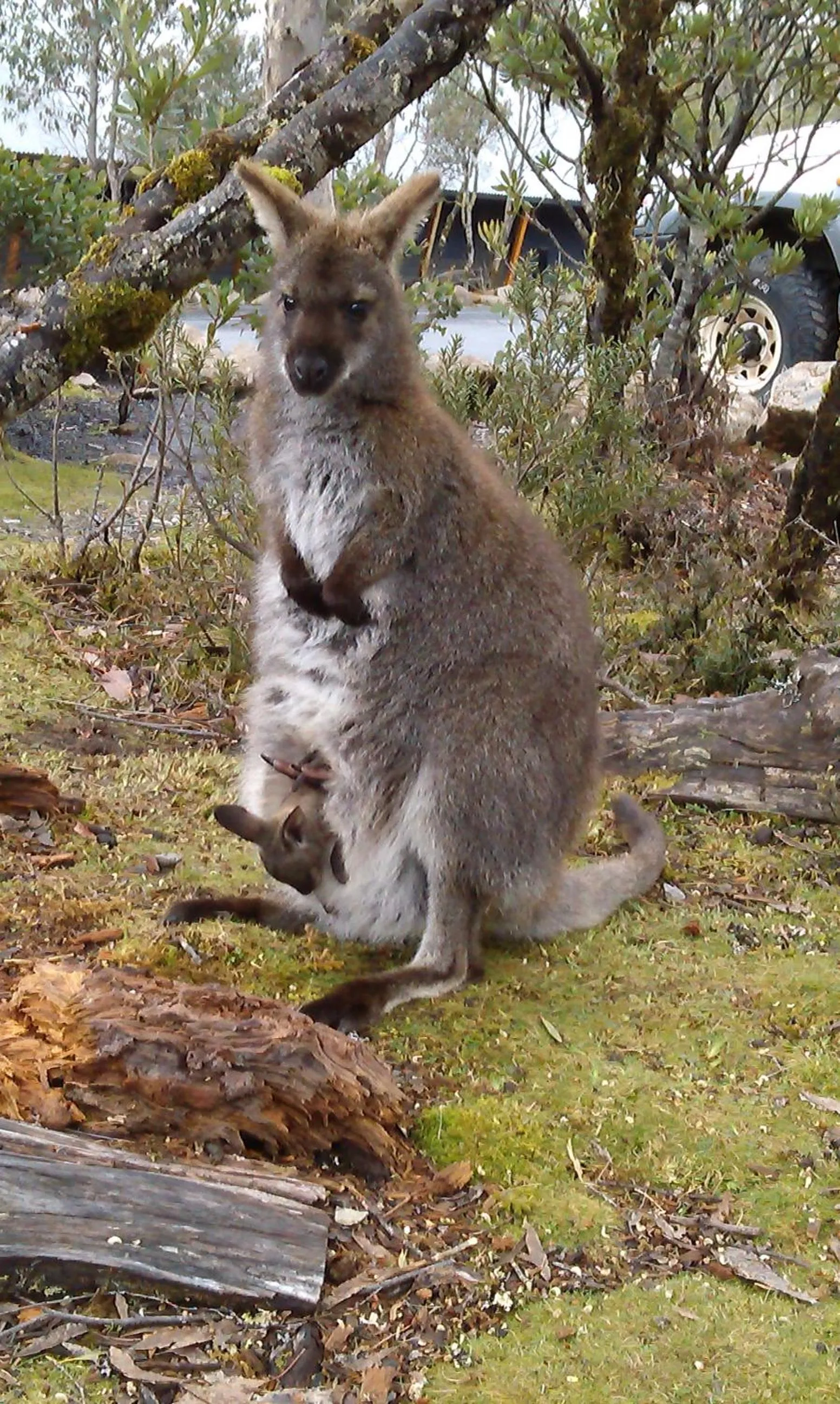 Garden in Cradle Mountain Wilderness Village