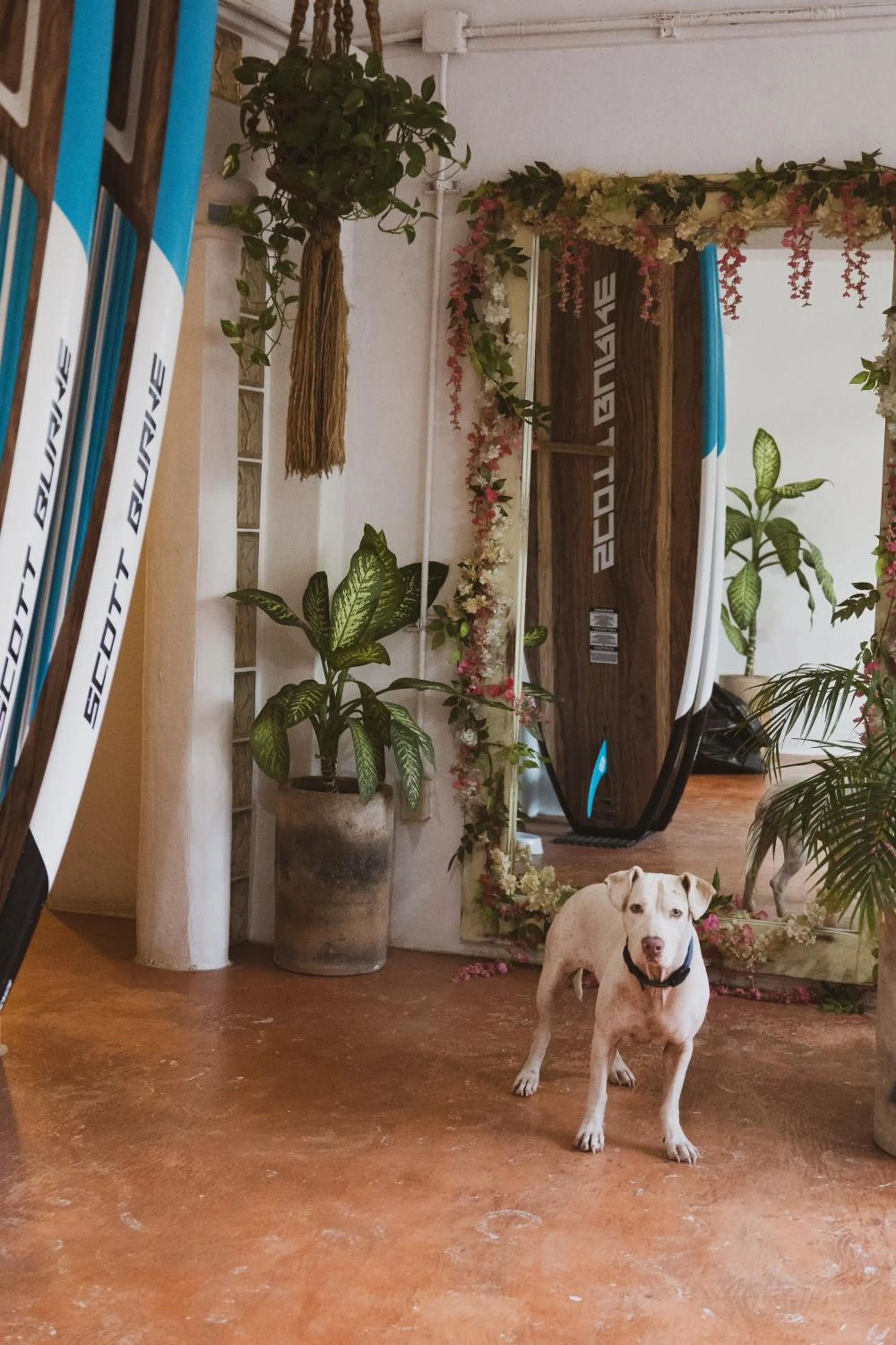 Pets in Sayulita Central Hotel