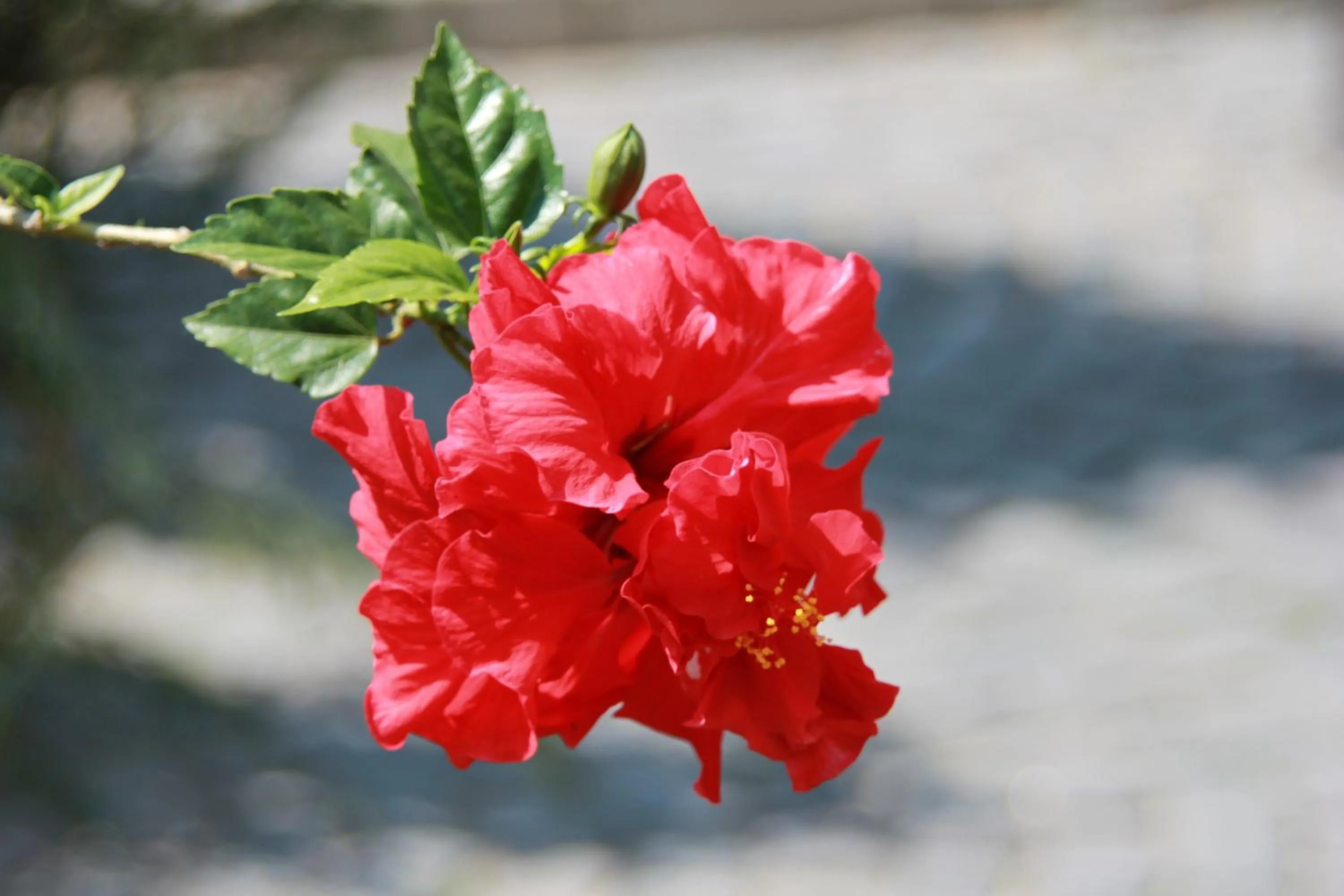 Decorative detail in Hotel LaCetate