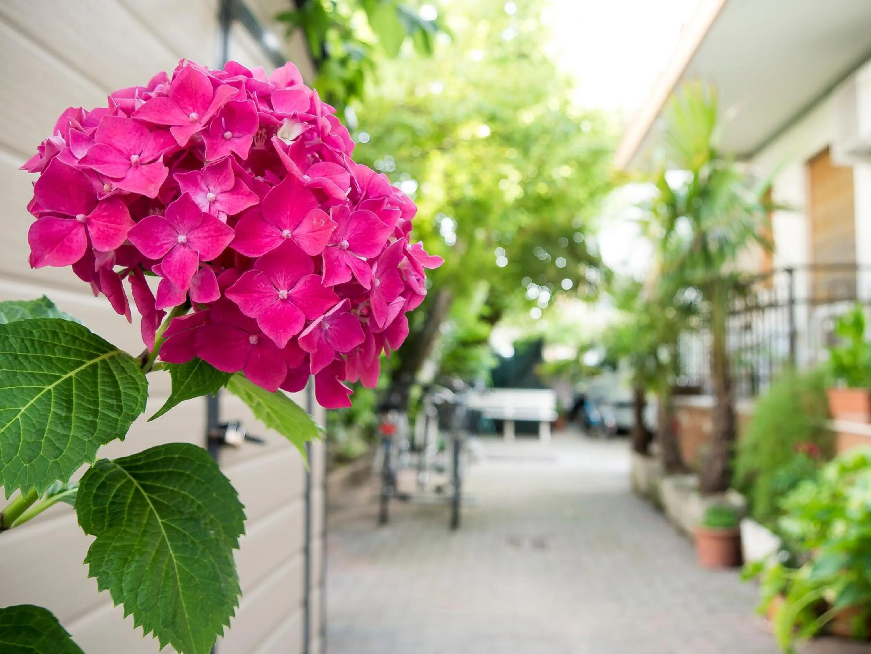 Patio in Hotel Casa Mia