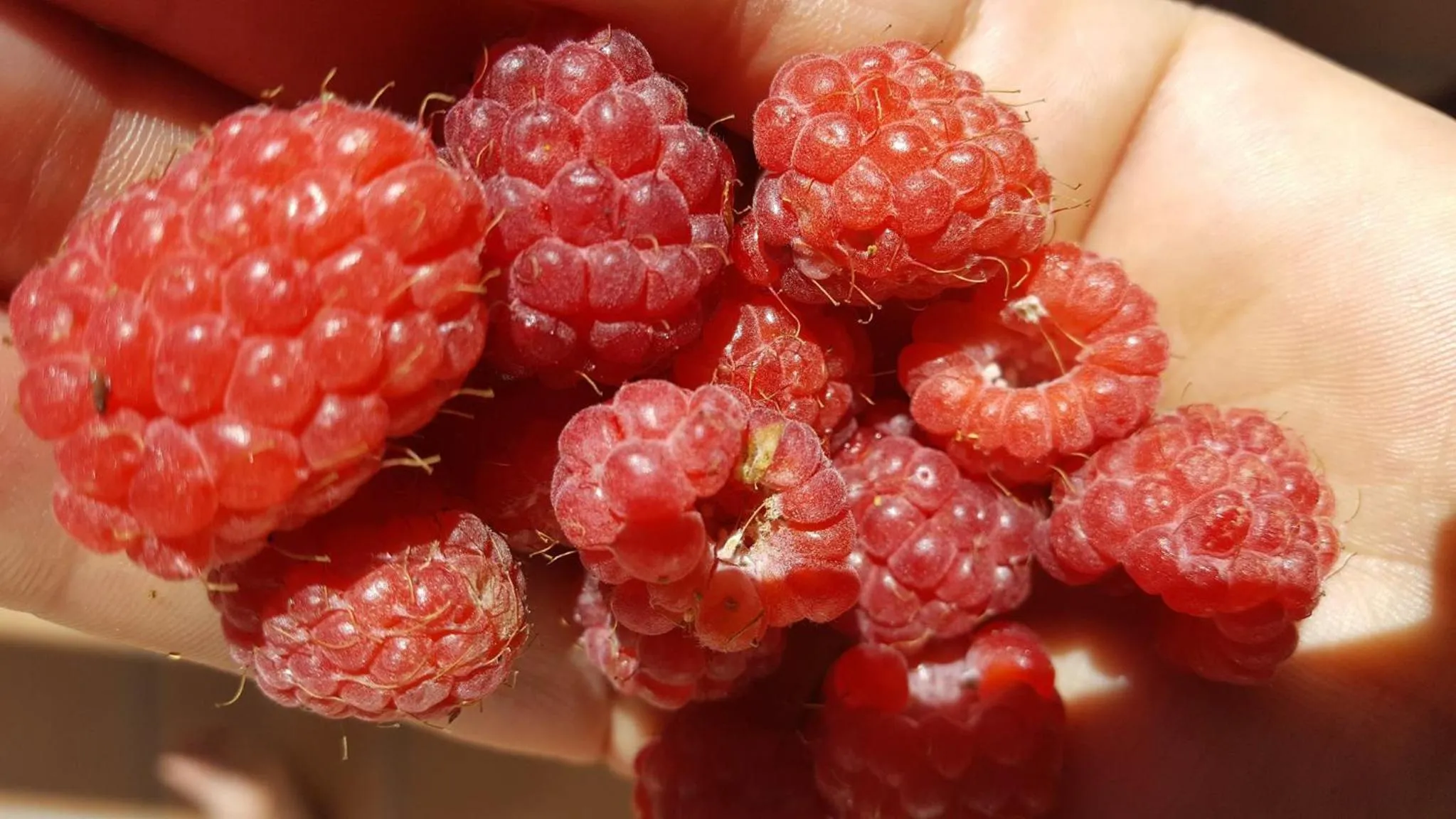 Restaurant/places to eat in Hotel Vittoria