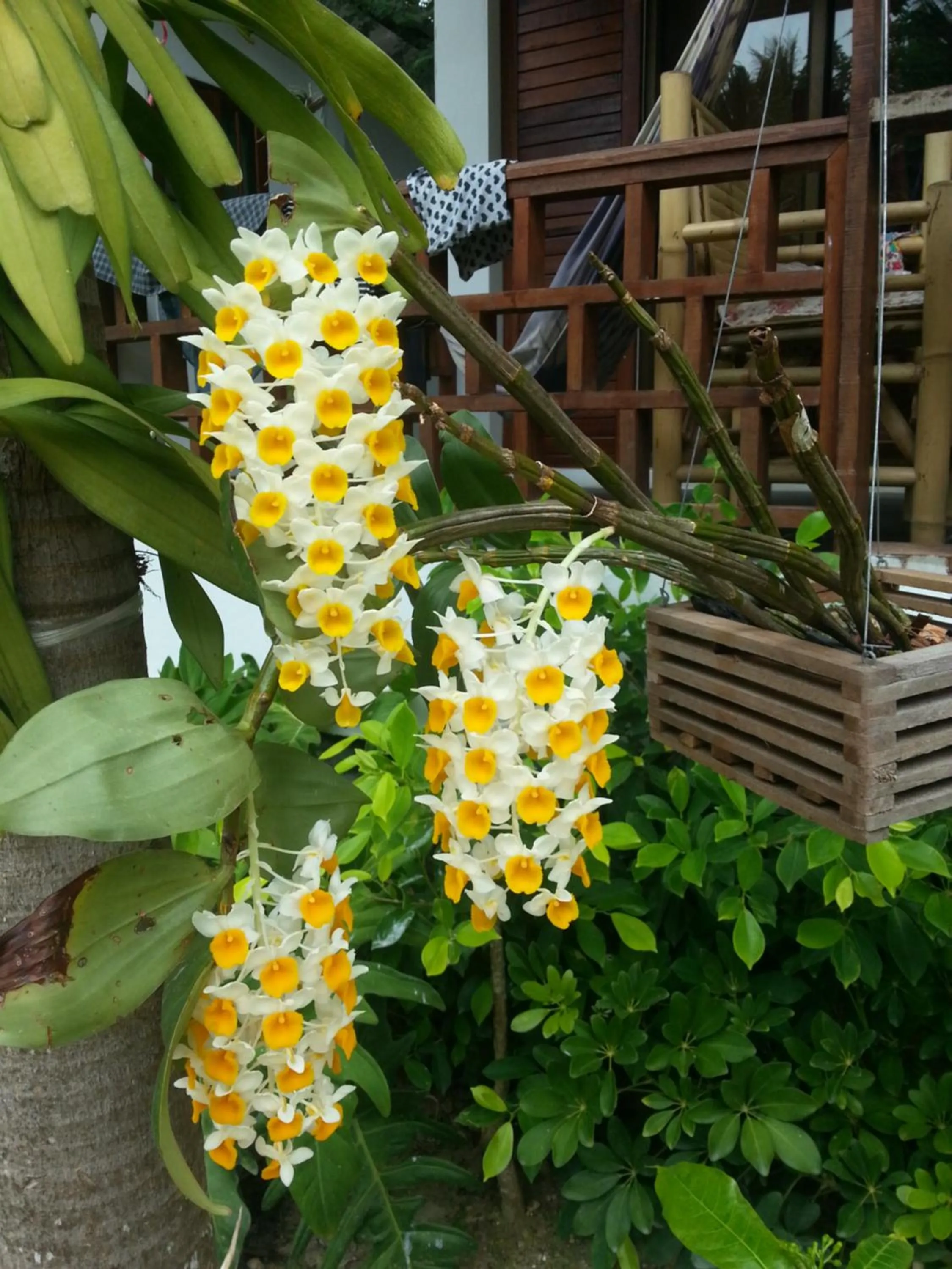 Garden view in Benjamin's Hut
