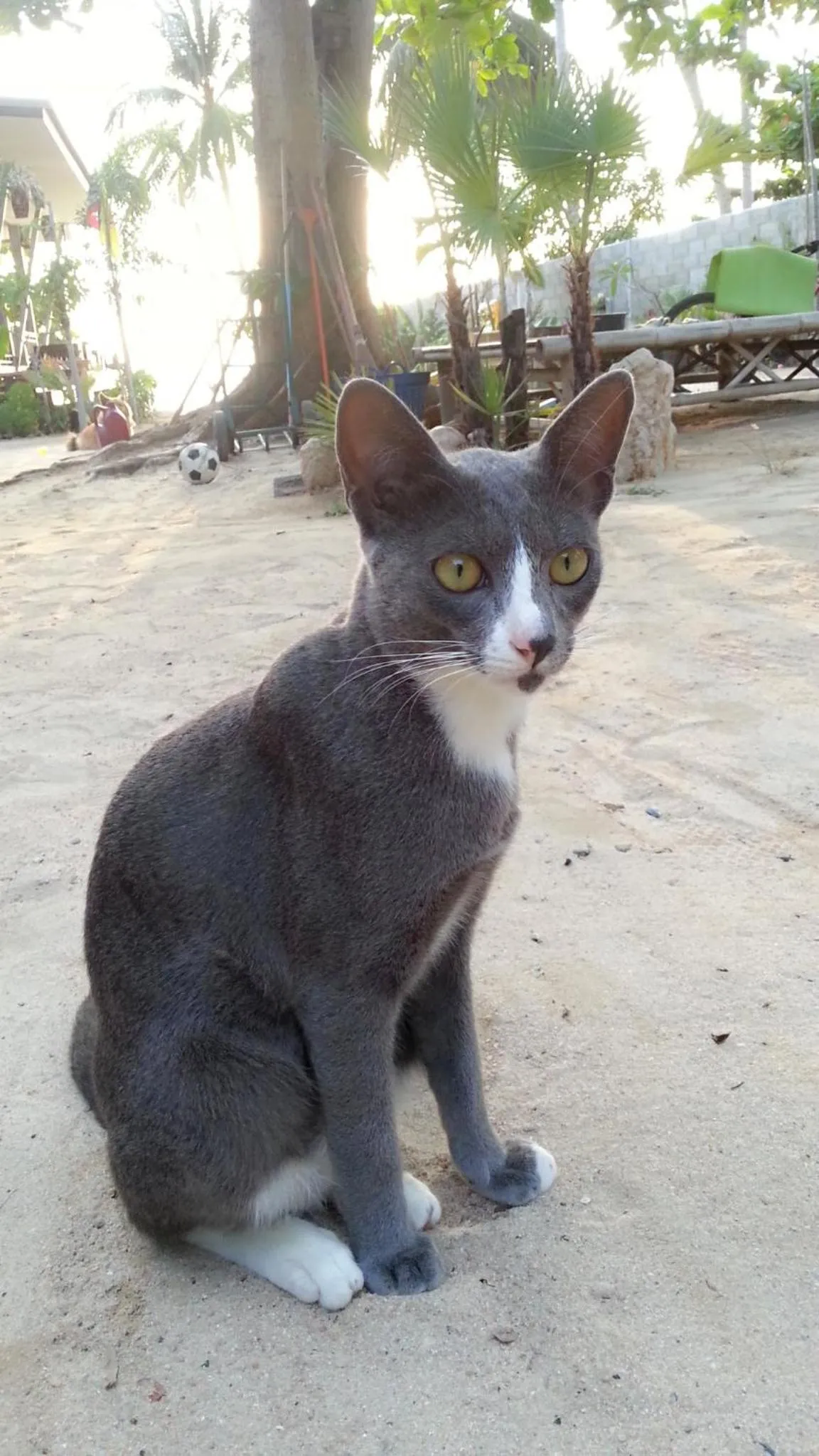Pets in Benjamin's Hut