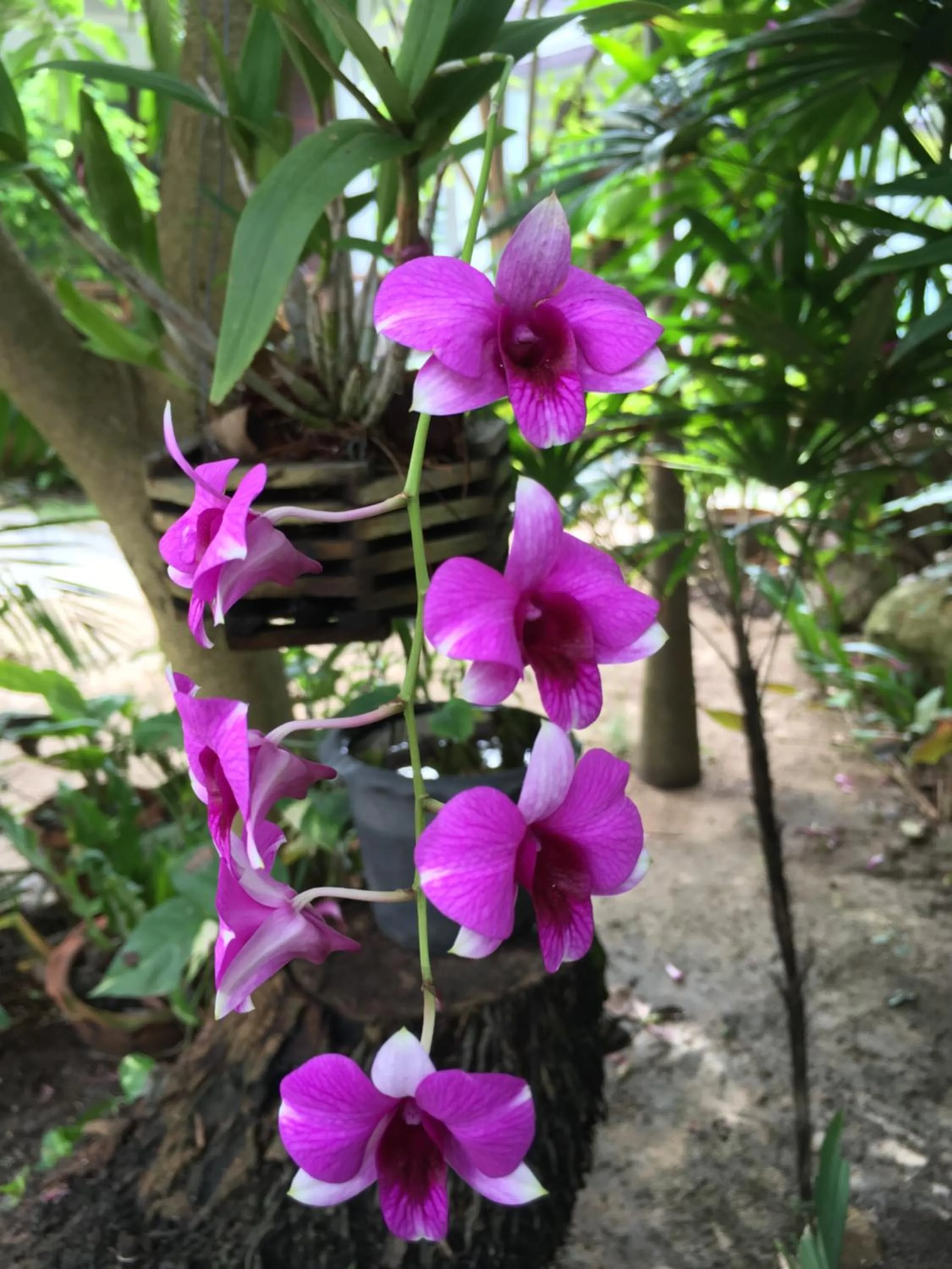 Summer in Benjamin's Hut