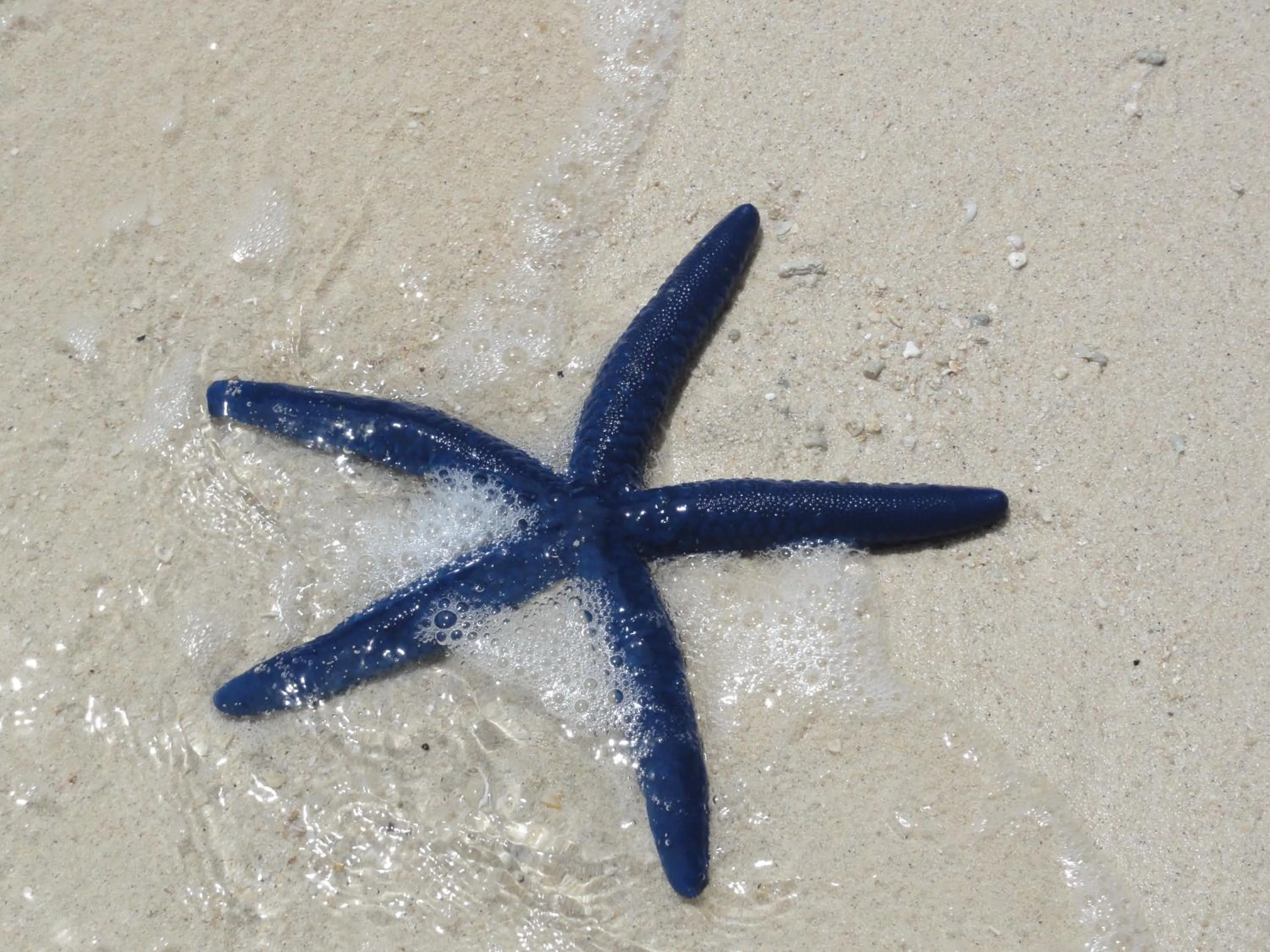 Animals in Kokopo Beach Bungalow Resort