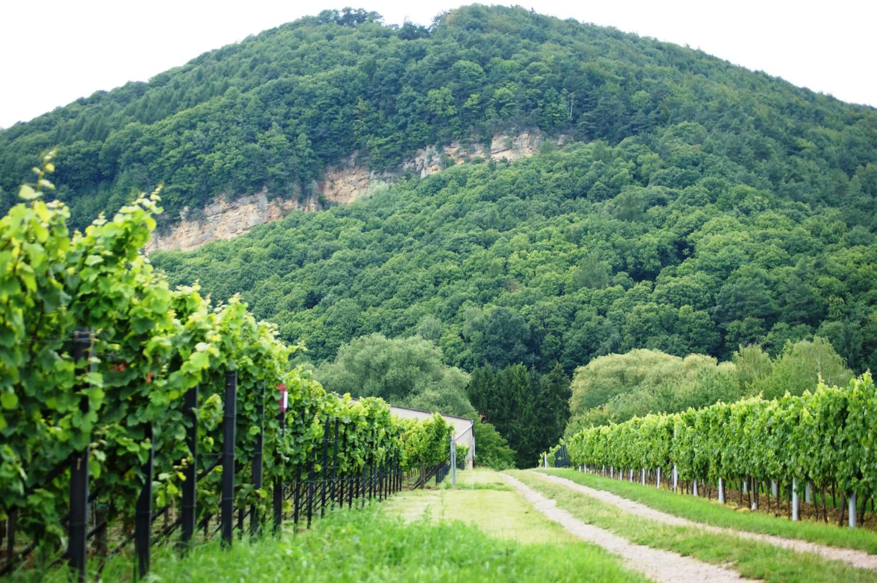 Natural landscape in Haus am Heiner Geißler Platz by Landgasthof Zickler