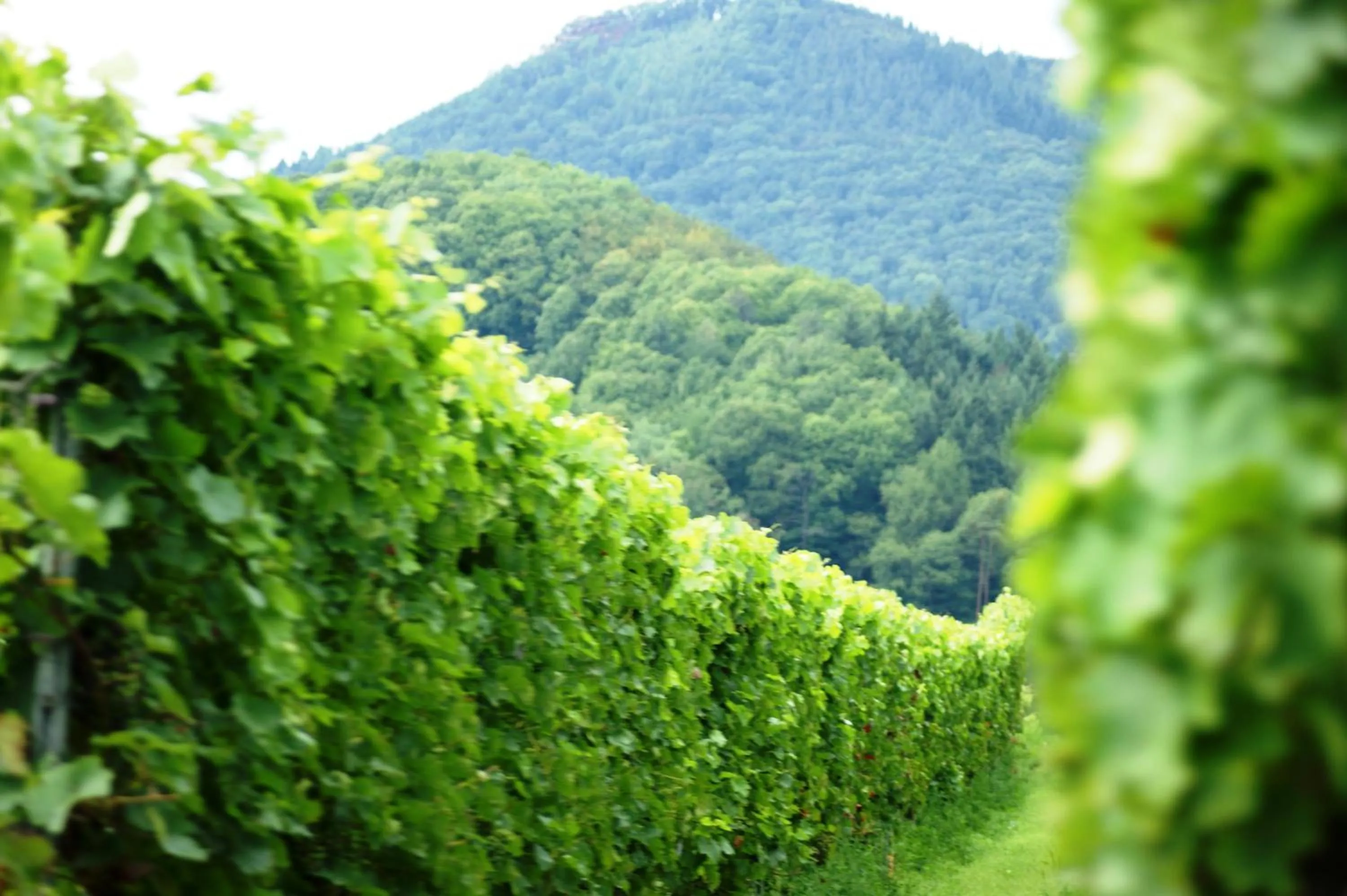 Natural landscape in Haus am Heiner Geißler Platz by Landgasthof Zickler