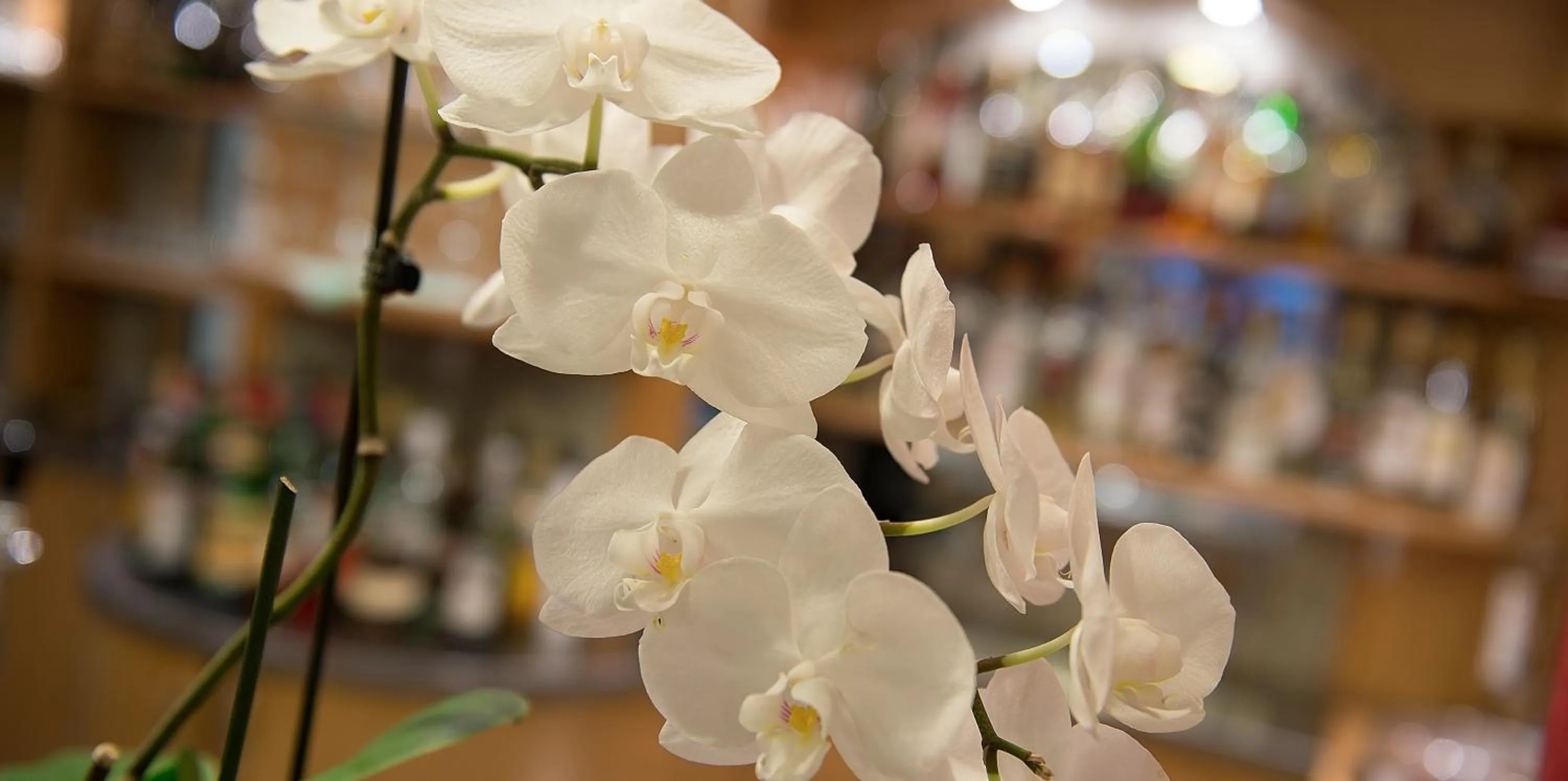 Lounge or bar in Hotel St. Michael
