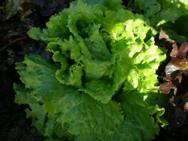 Garden in Casa Rural Etxegorri