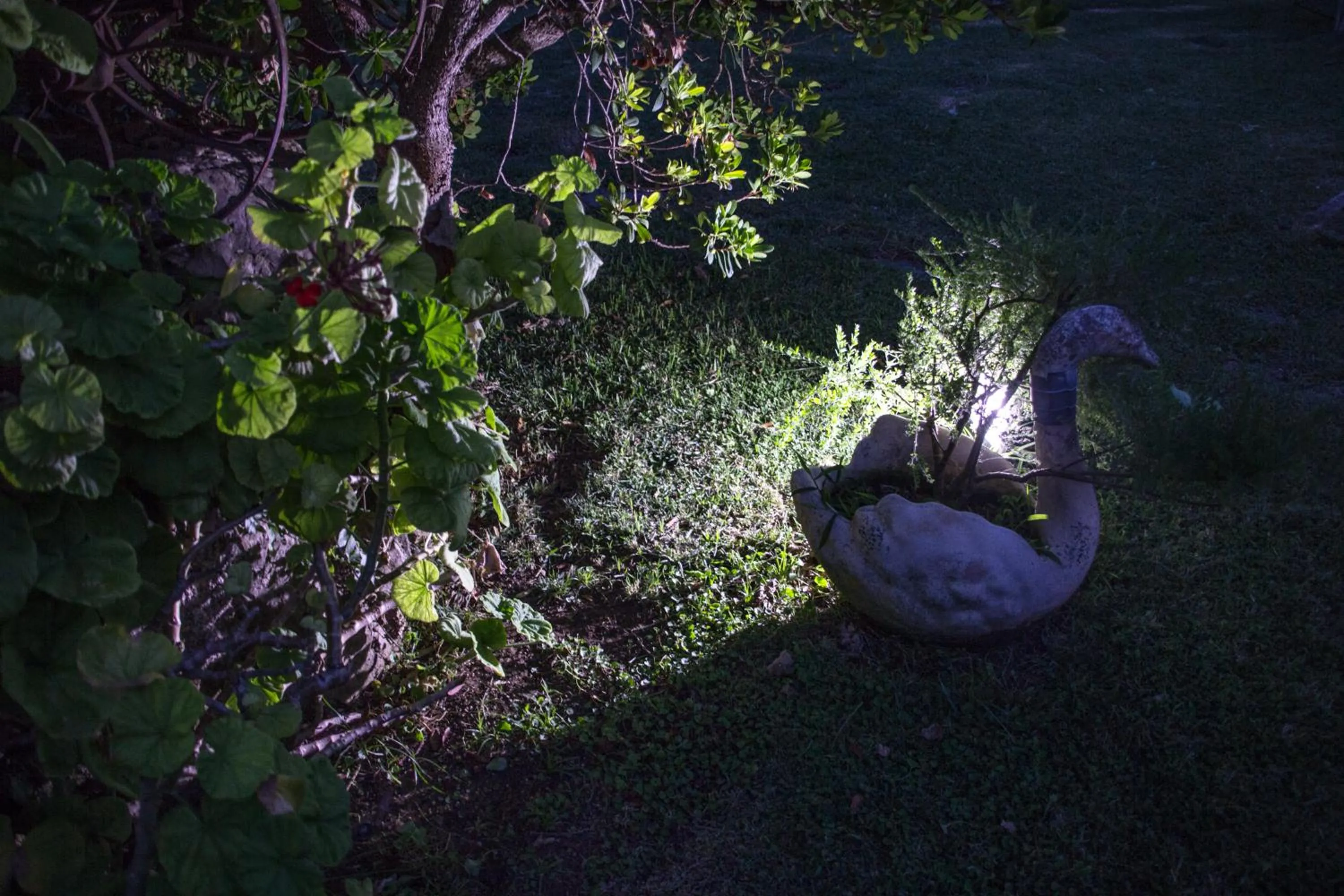 Garden in Villa Ida Bed & Breakfast