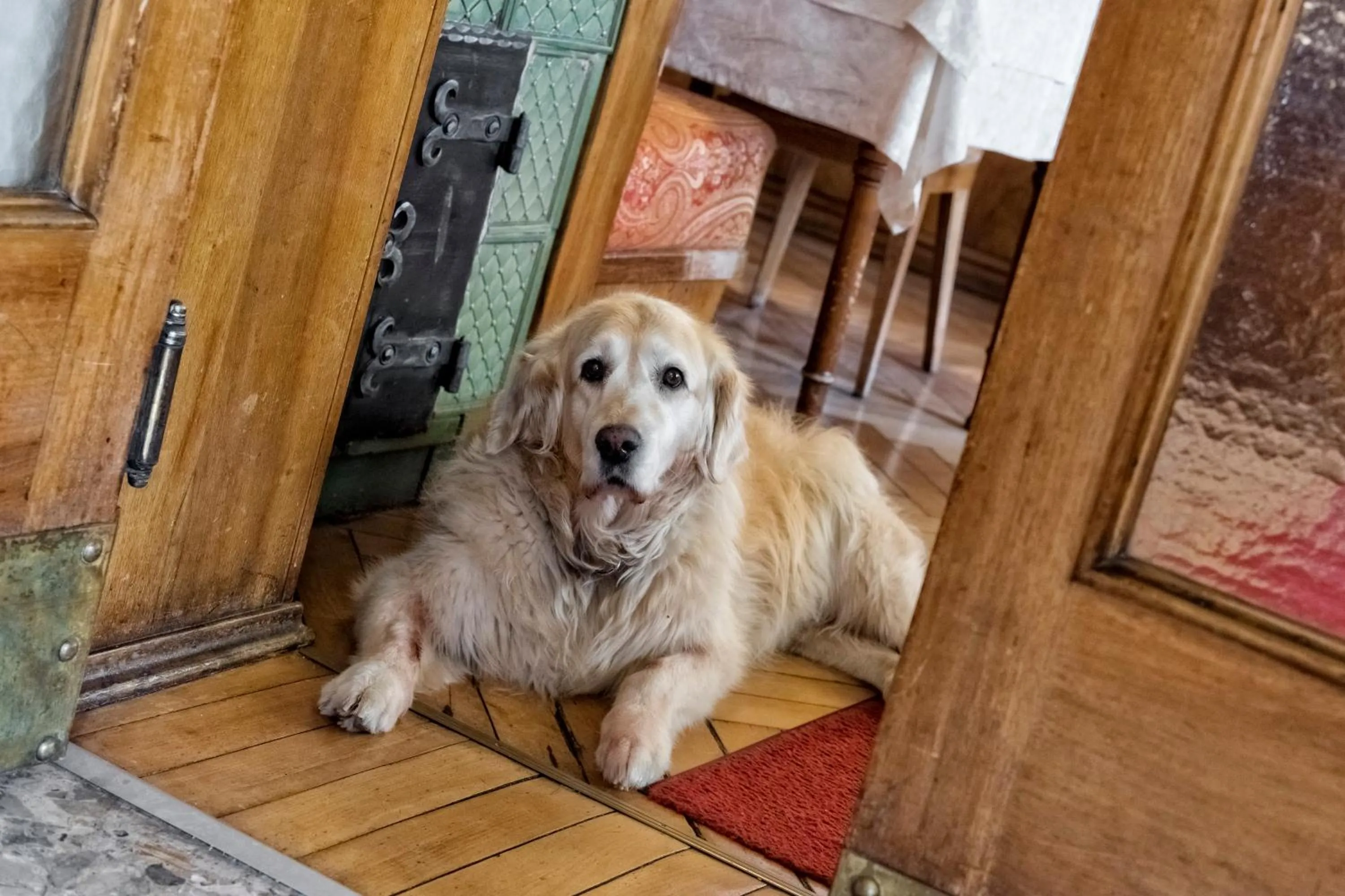 Pets in Emma Historic Hotel